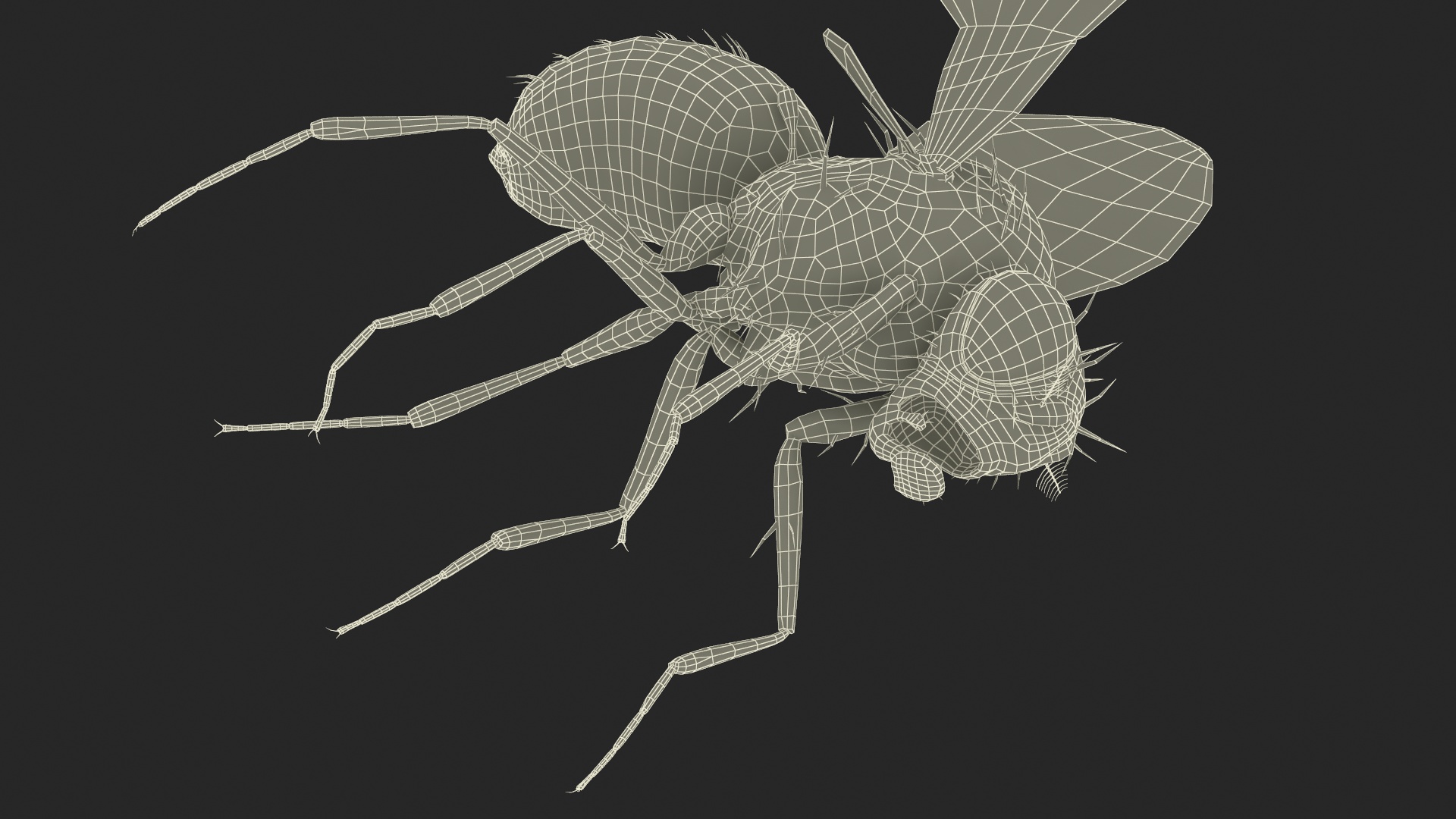 Drosophila Dead Fur 3D model