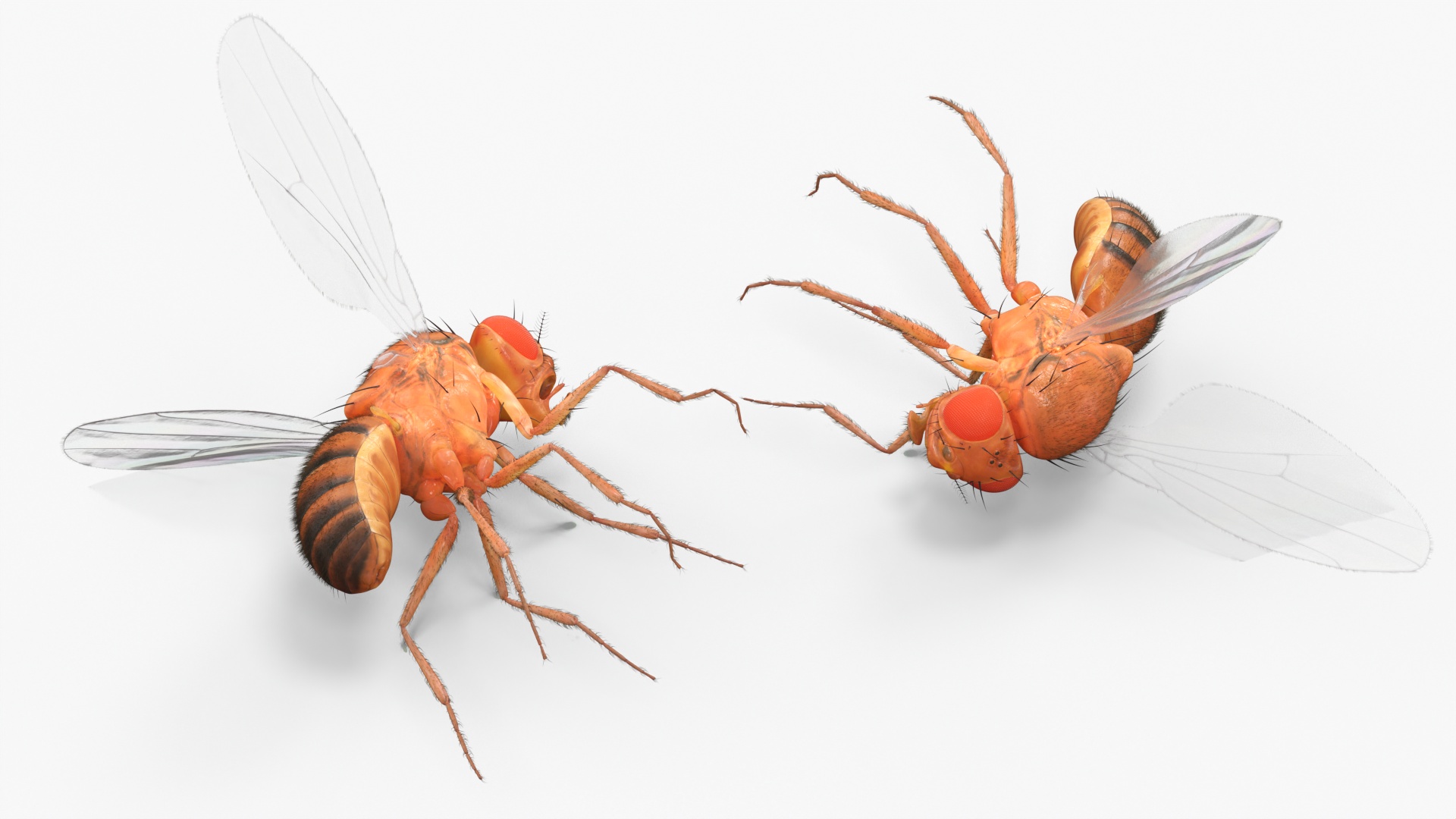 Drosophila Dead Fur 3D model