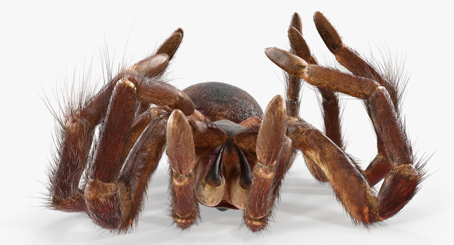 3D Goliath Birdeater Dead Pose with Fur