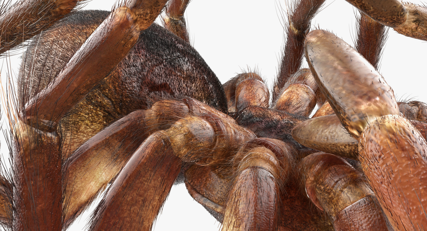 3D Goliath Birdeater Dead Pose with Fur