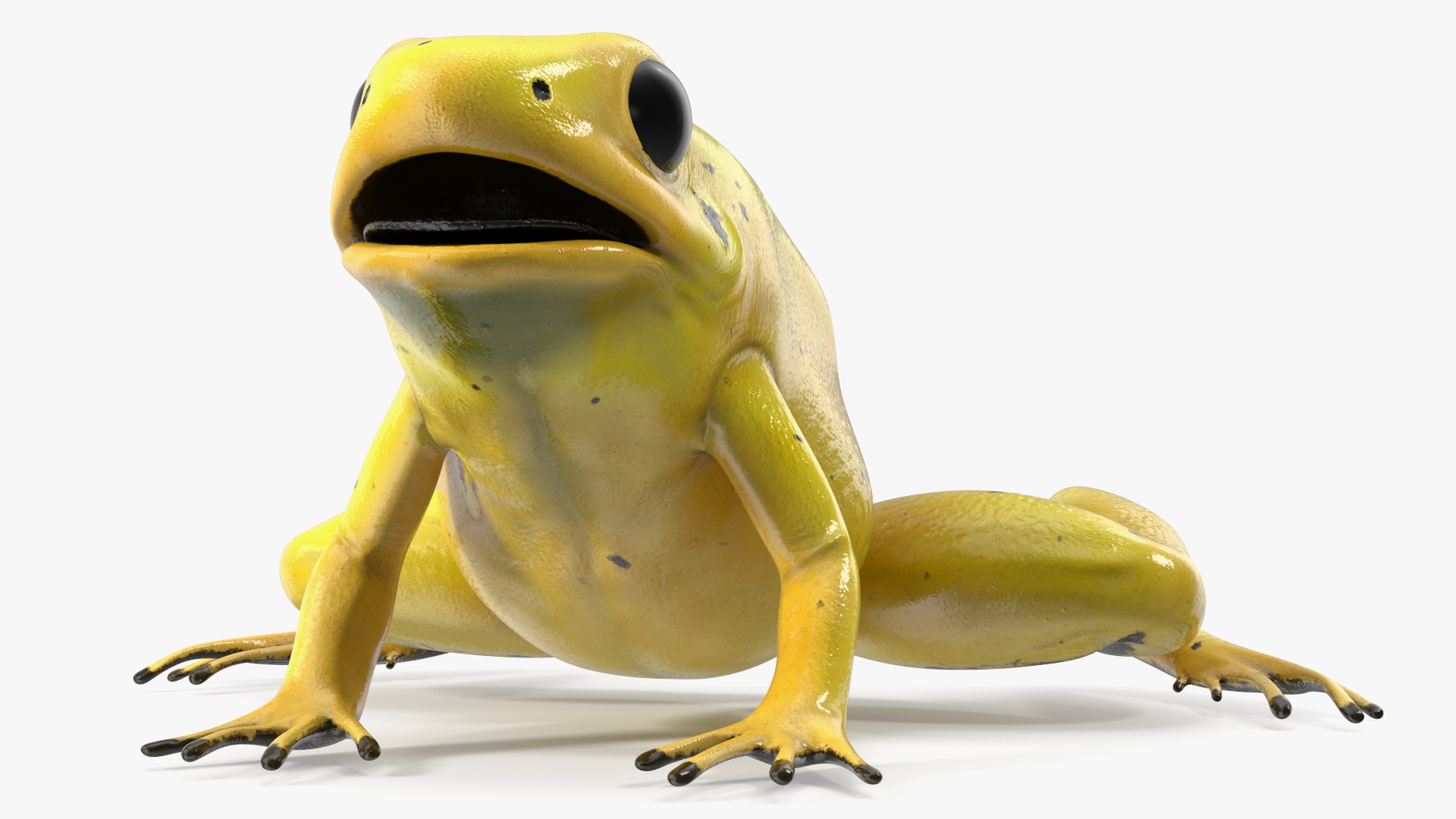 3D Golden Poison Frog model