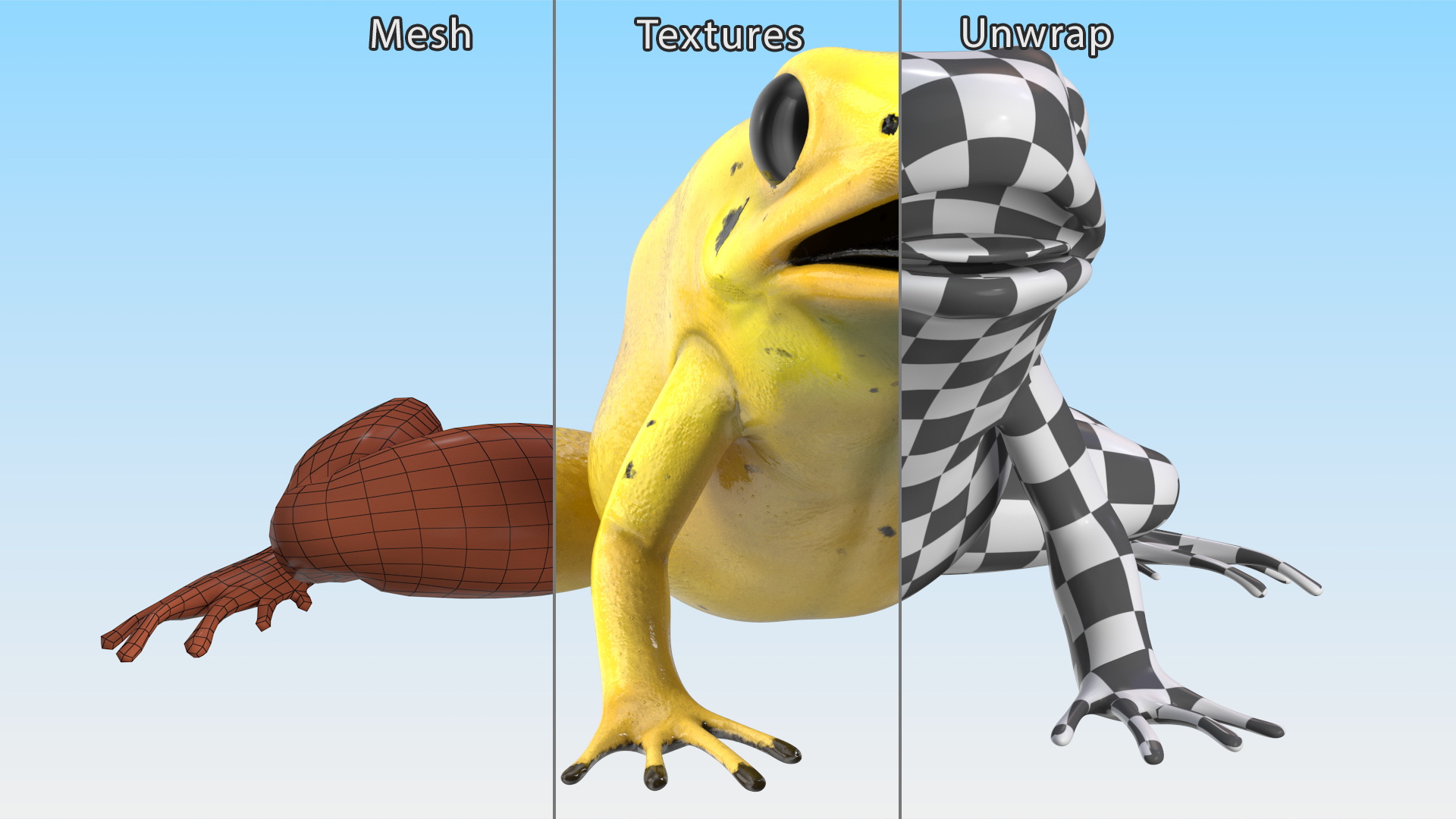 3D Golden Poison Frog model