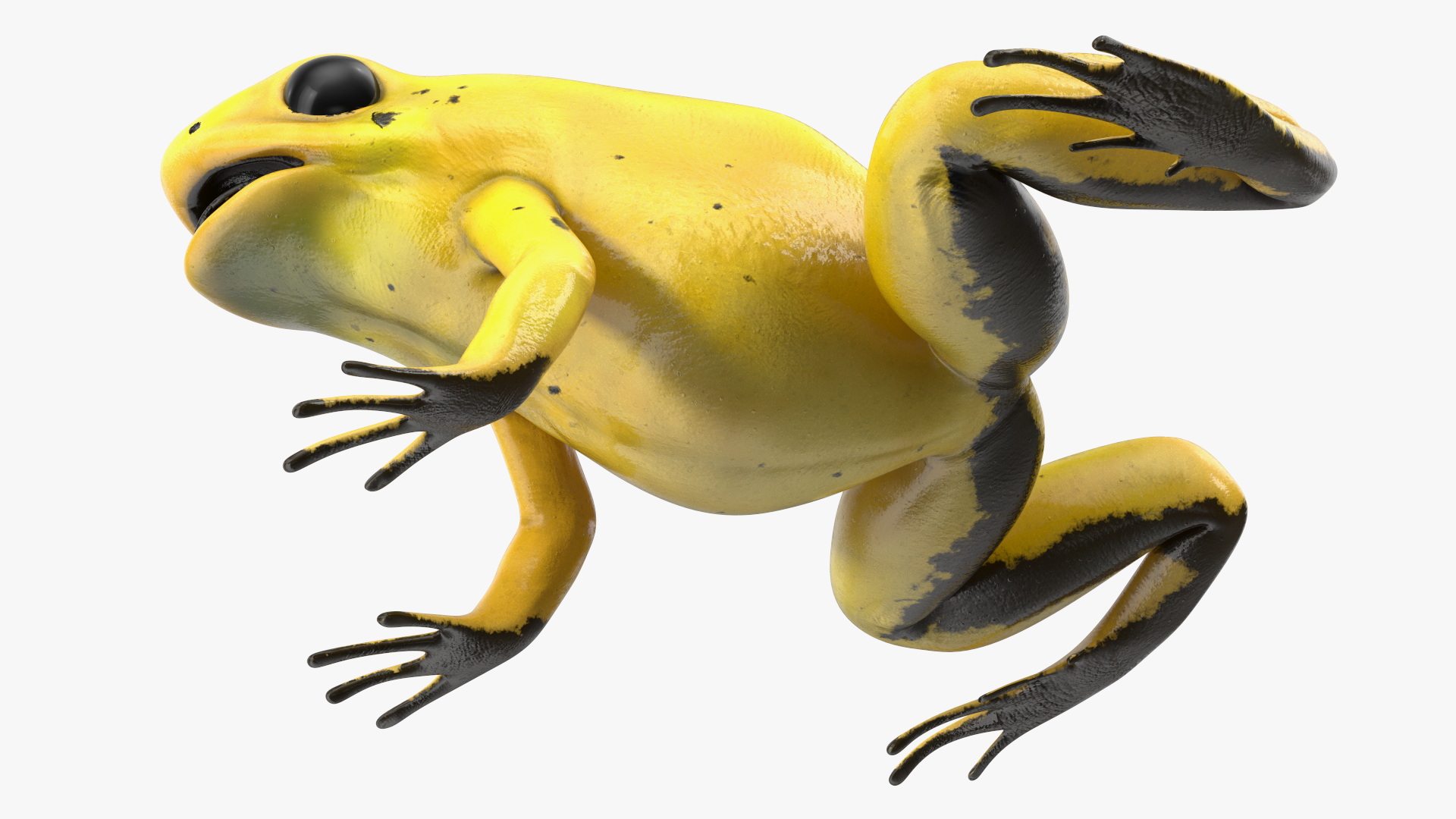 3D Golden Poison Frog model