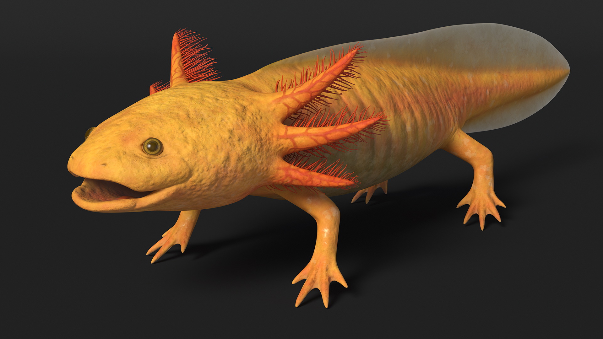 3D Golden Albino Axolotl