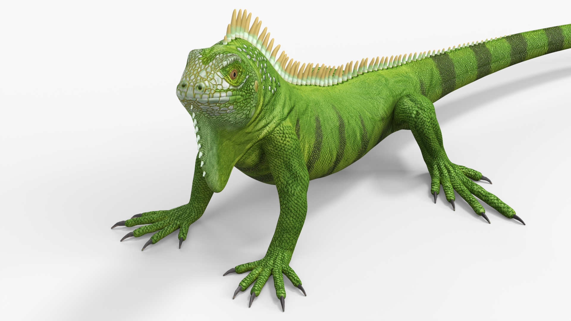 Iguana Reptile 3D model