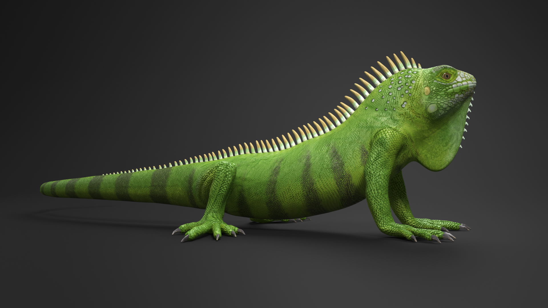 Iguana Reptile 3D model