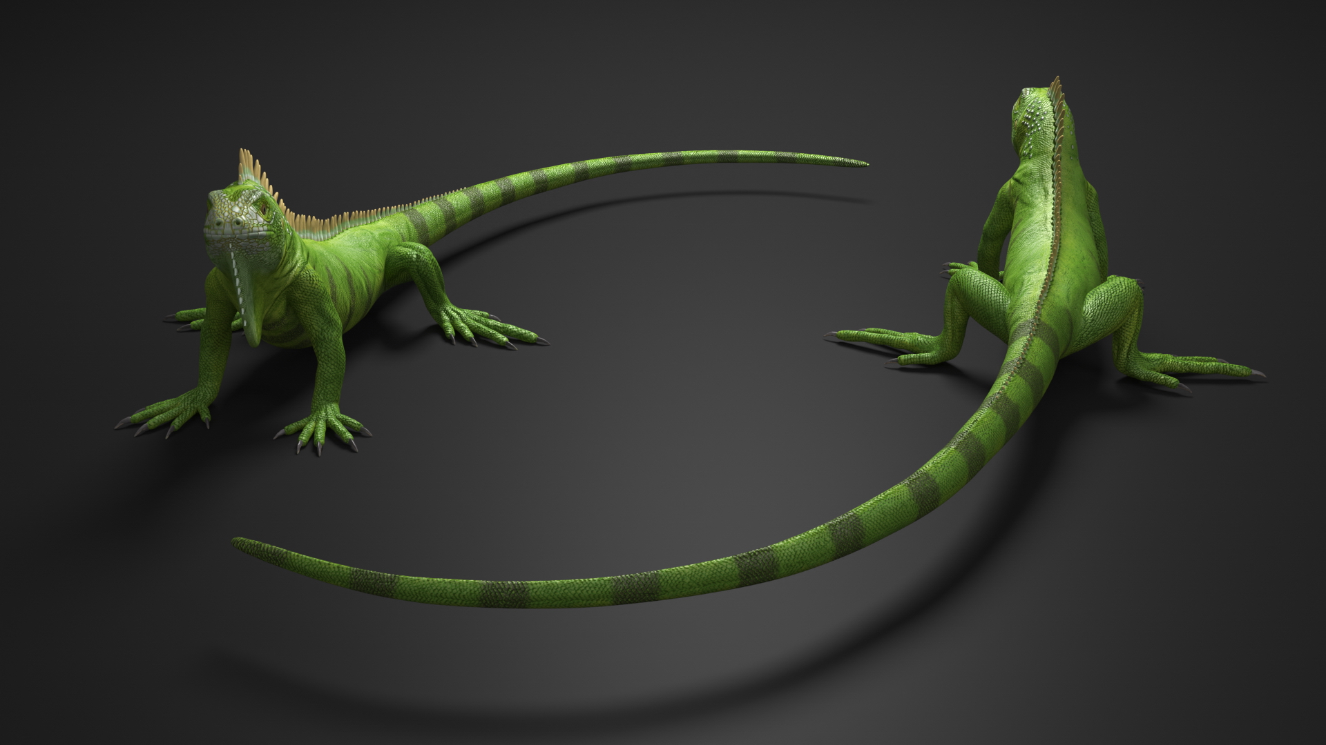 Iguana Reptile 3D model