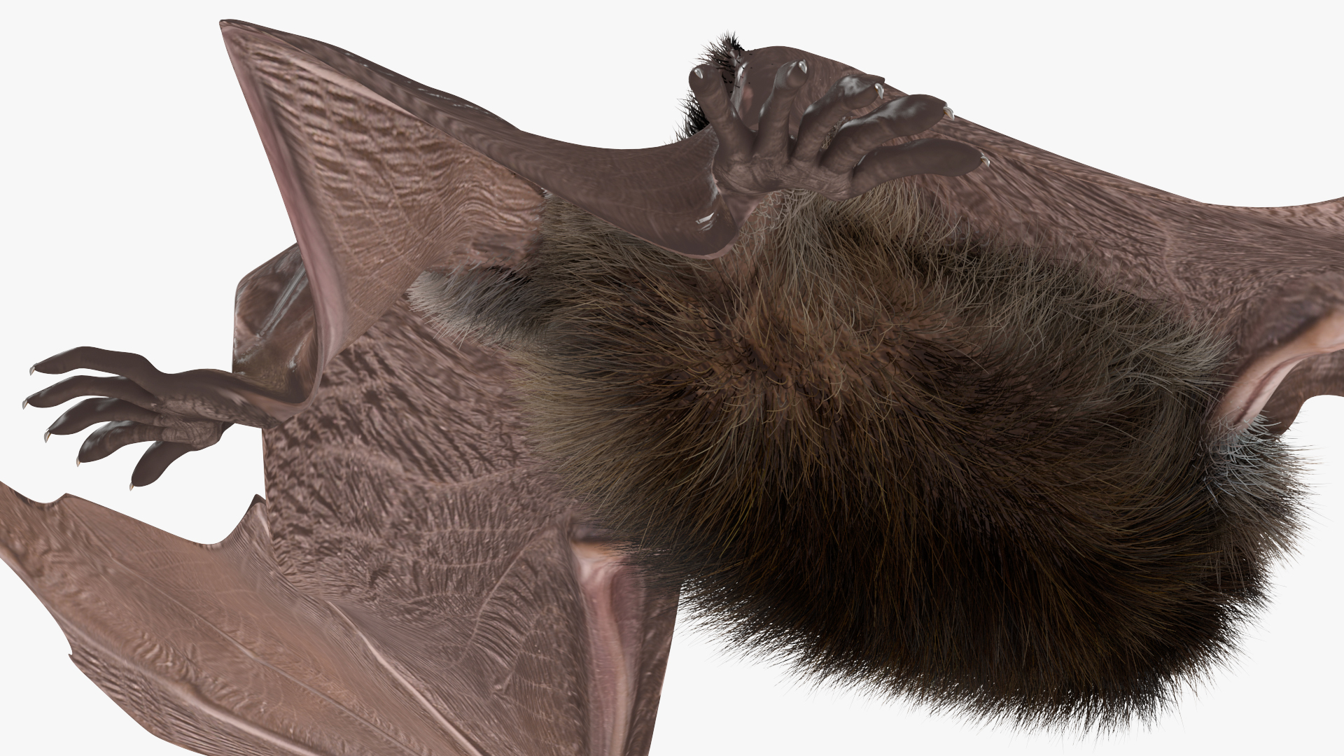 3D Black Bat Pose Fur model