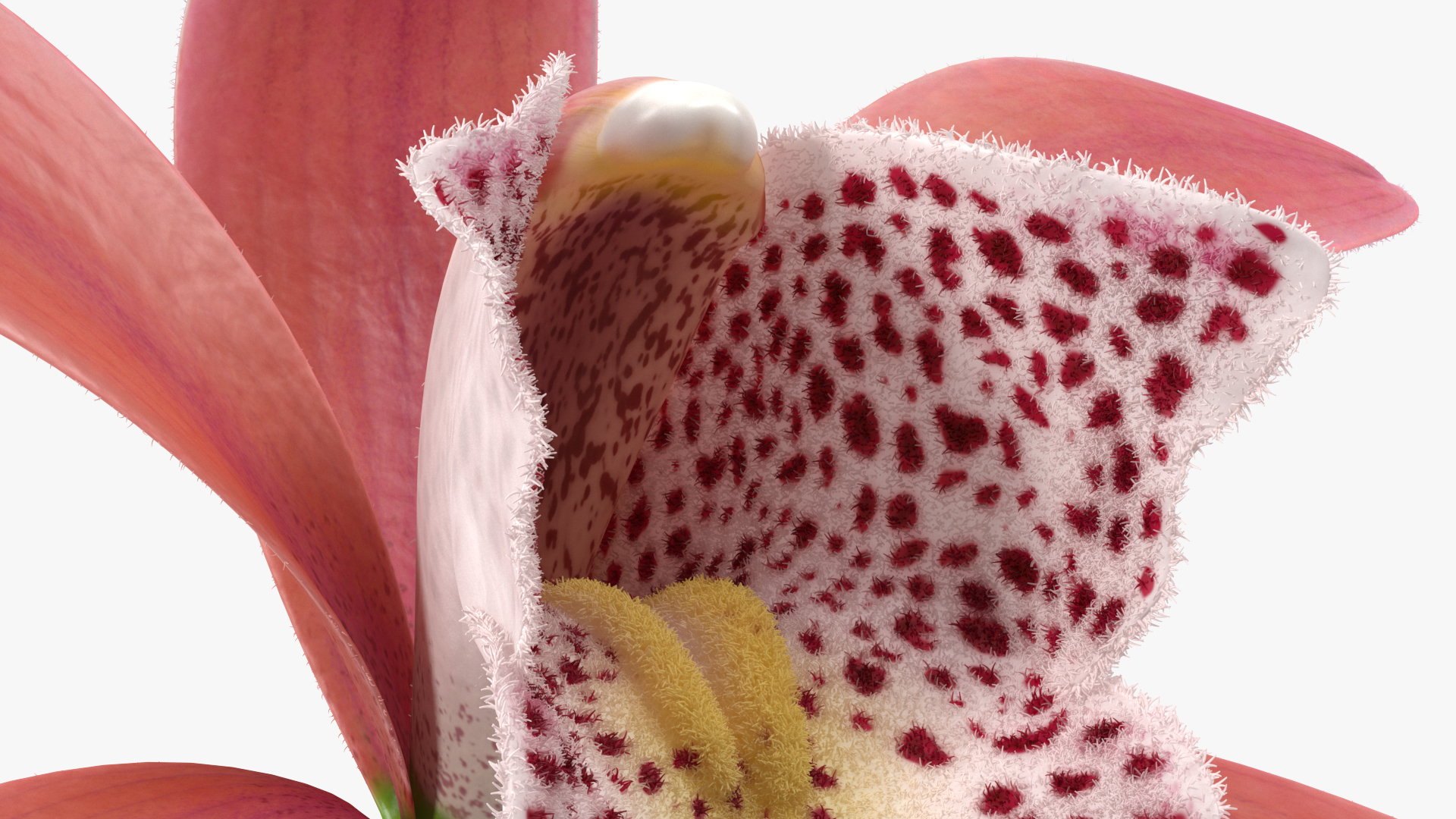 Orchid Flower Pink Fur 3D