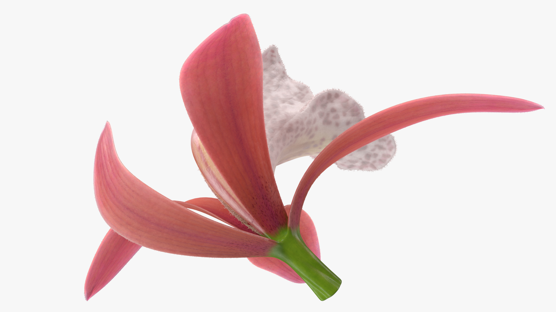 Orchid Flower Pink Fur 3D