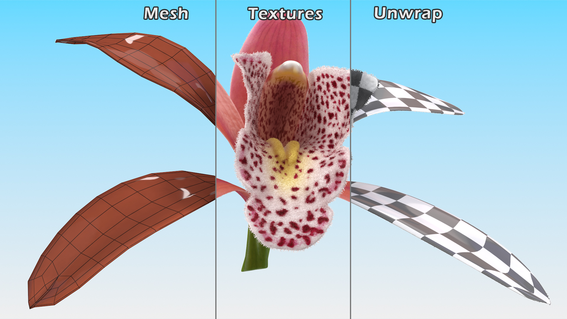 Orchid Flower Pink Fur 3D