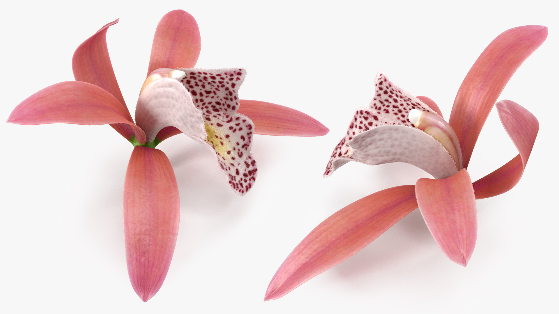 Orchid Flower Pink Fur 3D