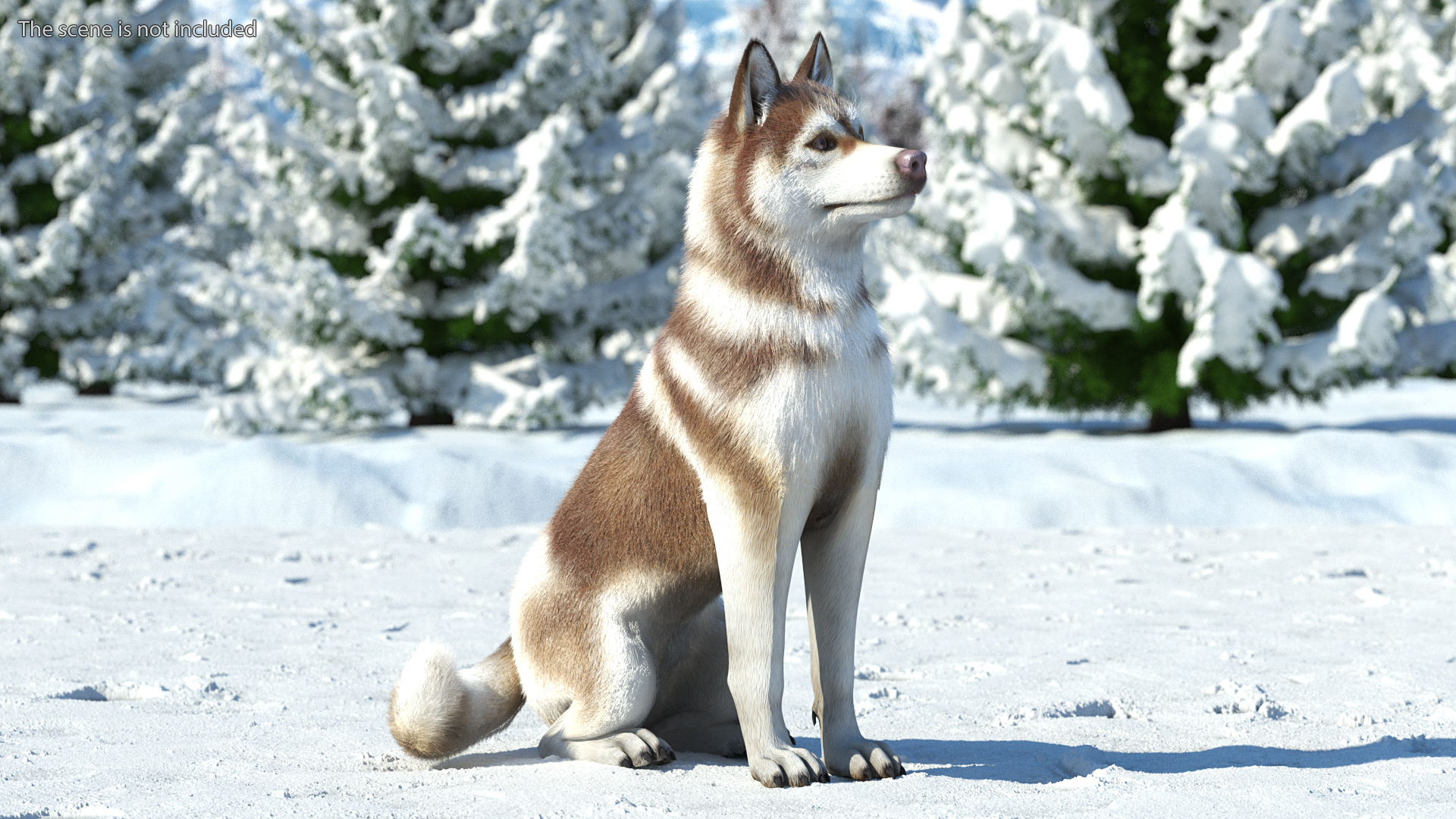 3D Sitting Siberian Husky Copper and White Fur model