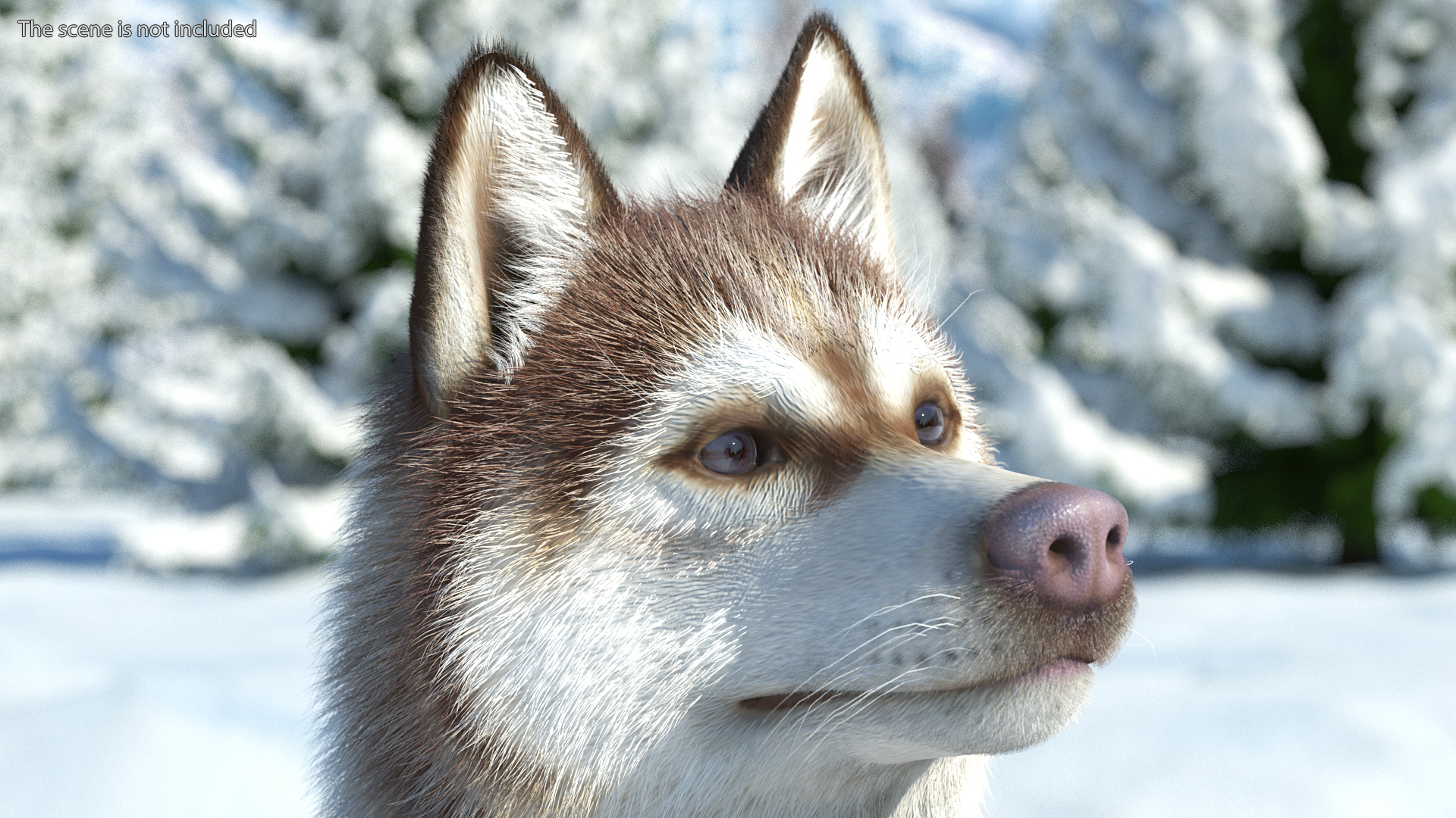 3D Sitting Siberian Husky Copper and White Fur model