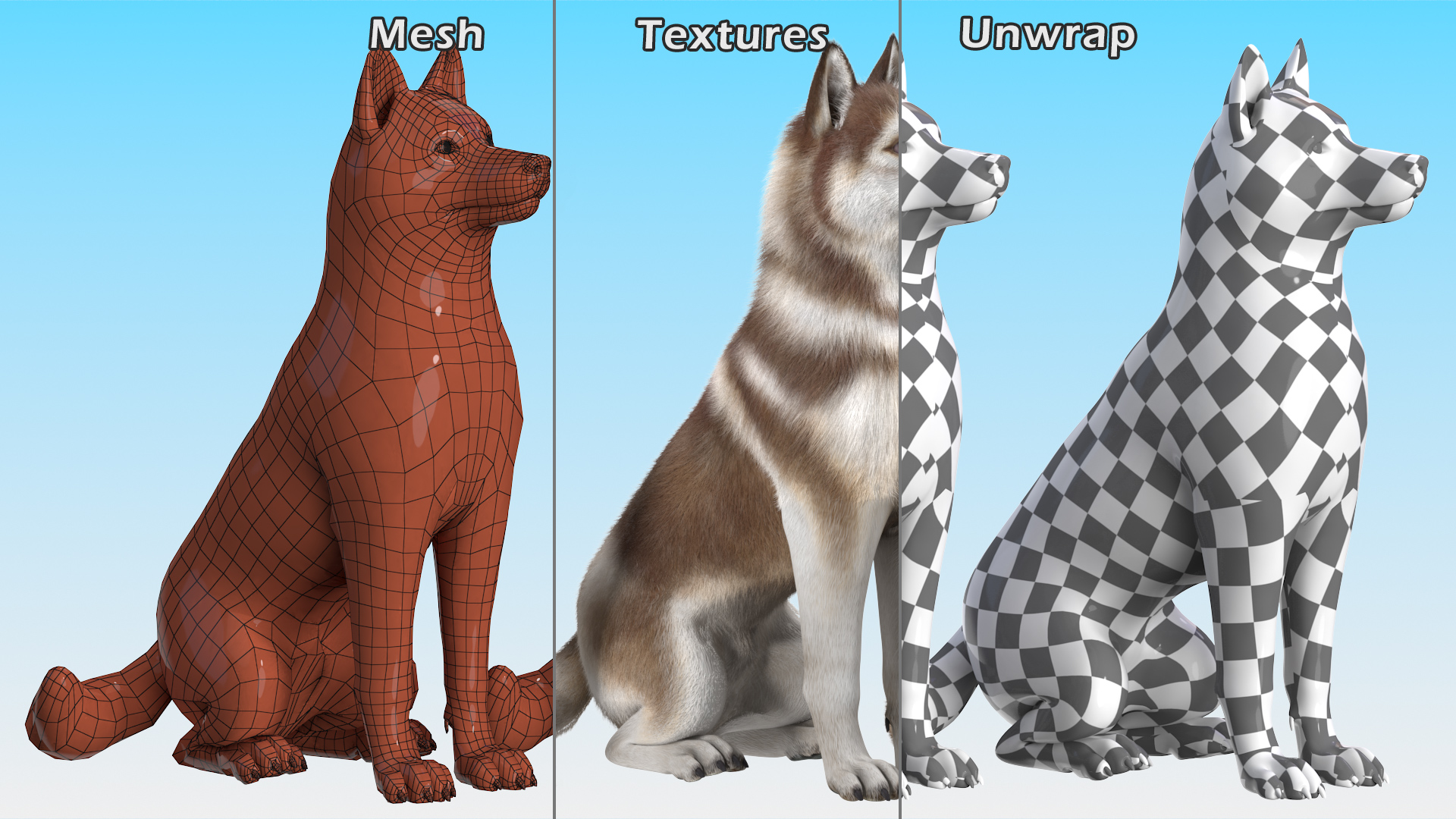 3D Sitting Siberian Husky Copper and White Fur model