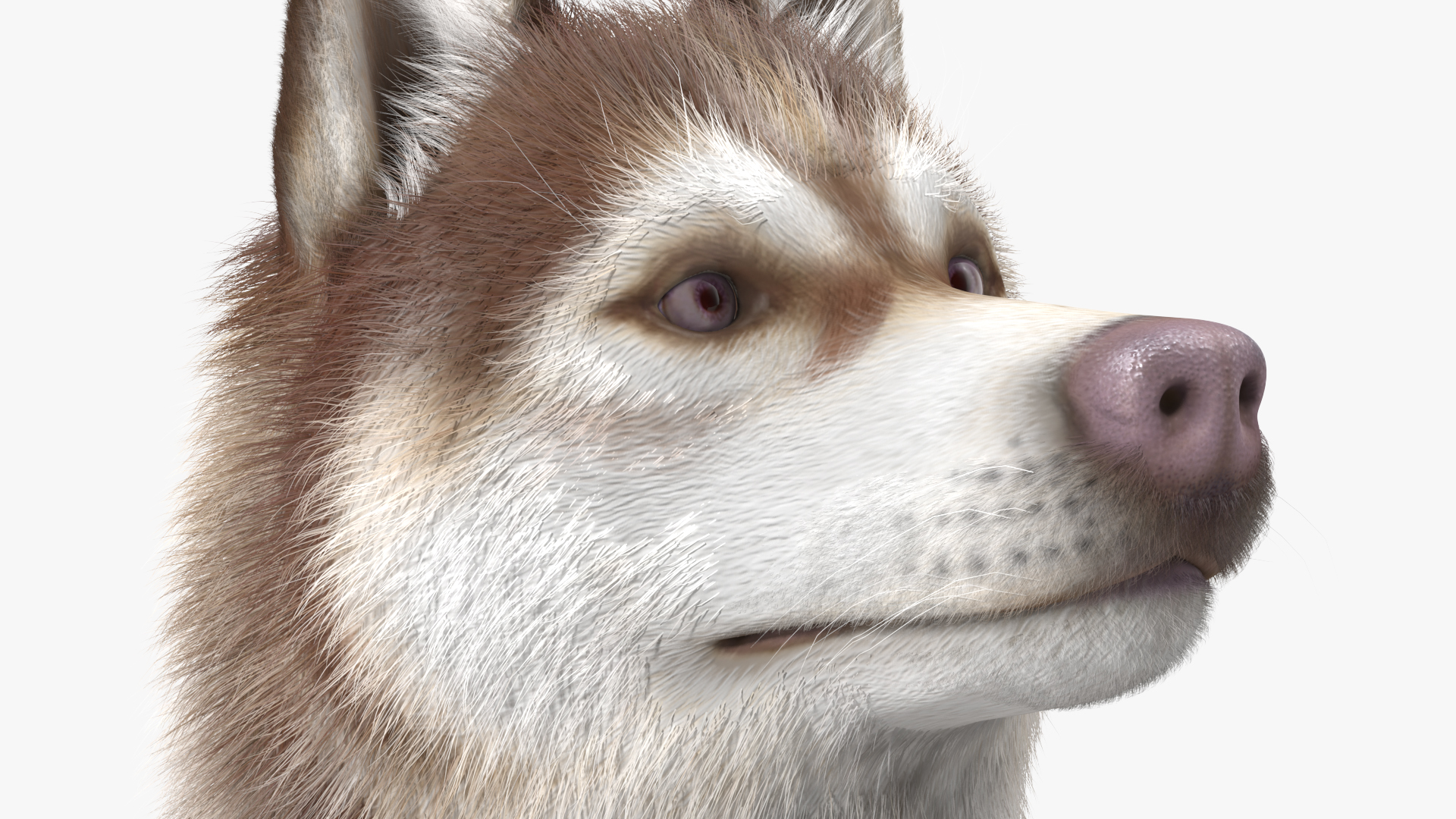 3D Sitting Siberian Husky Copper and White Fur model