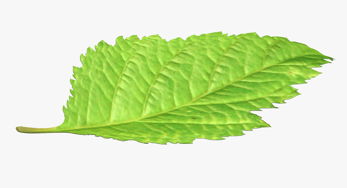 3D model Blackberry Leaf