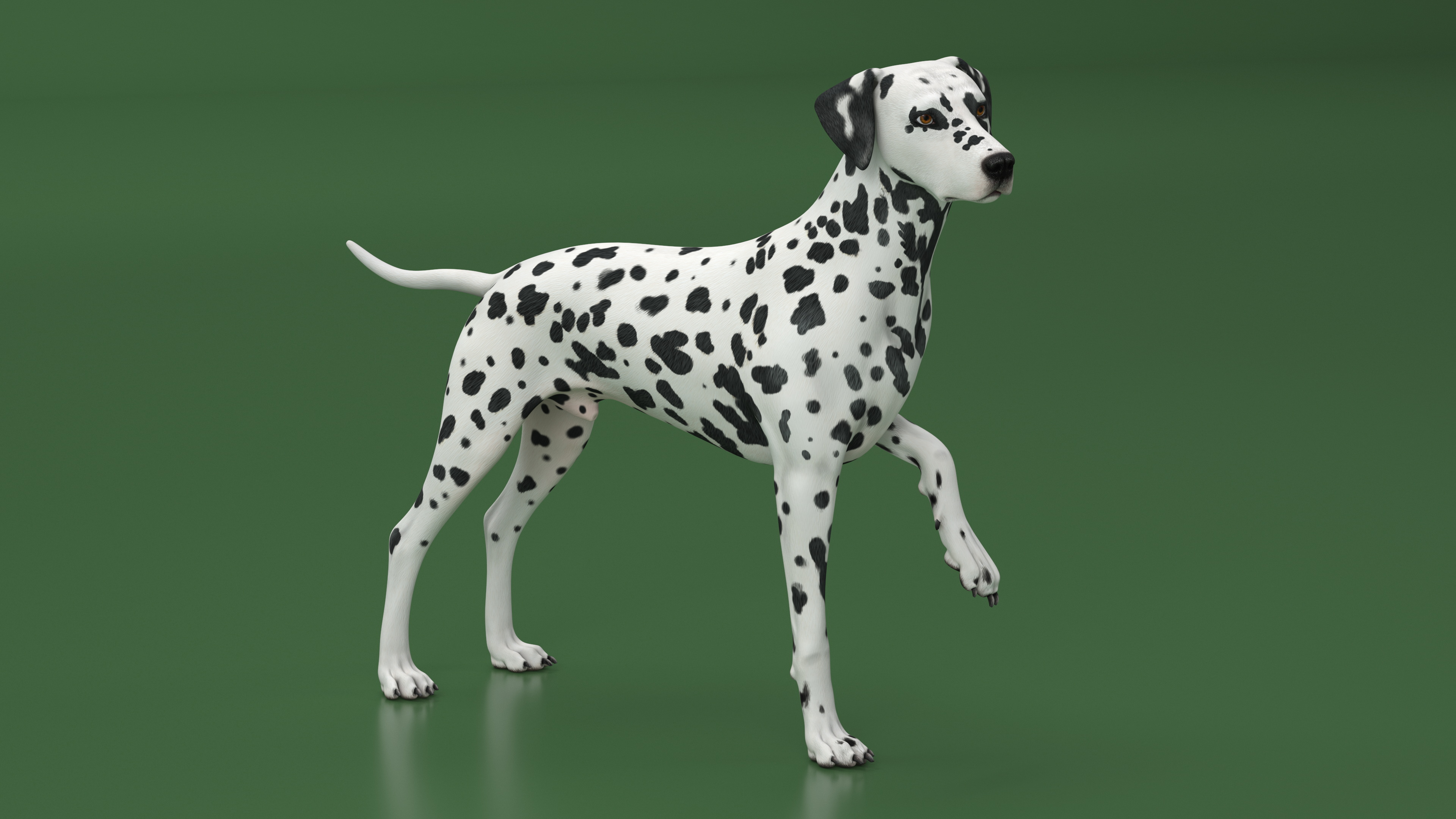 Spotted Dalmatian Dog Rigged for Maya 3D