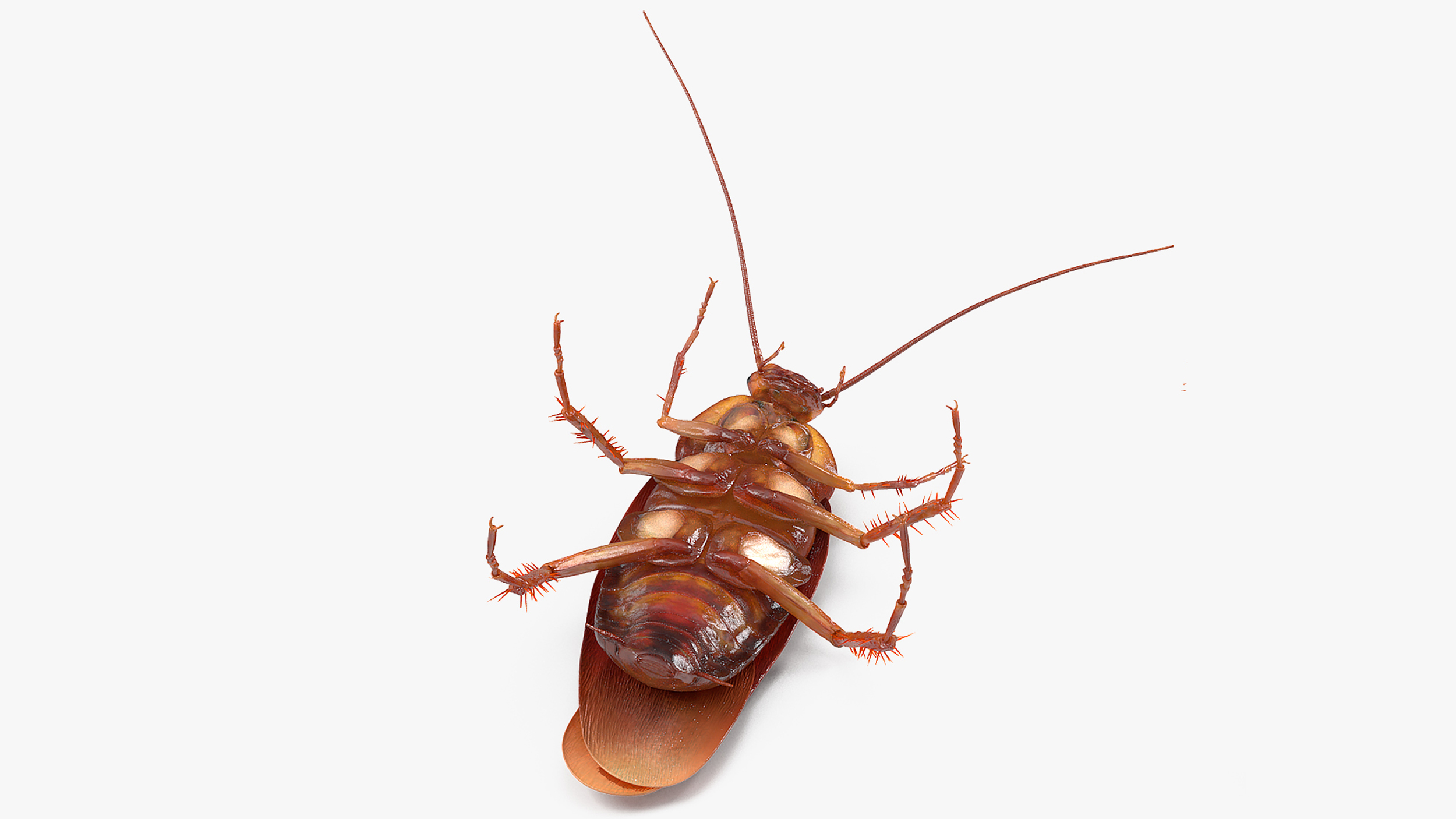 3D Animated Cockroach Upside Down Rigged for Cinema 4D