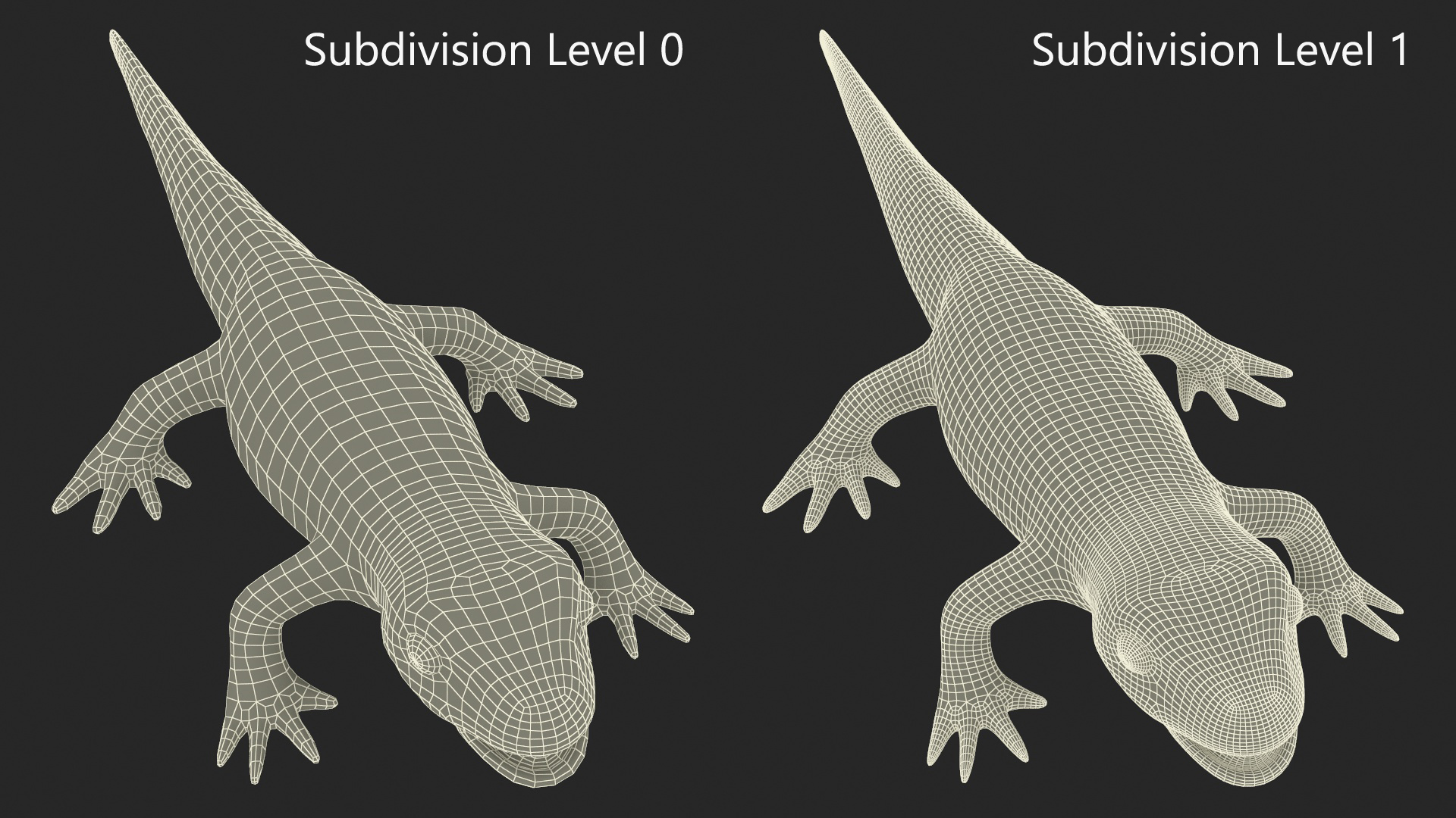 3D model Lissotriton Vulgaris