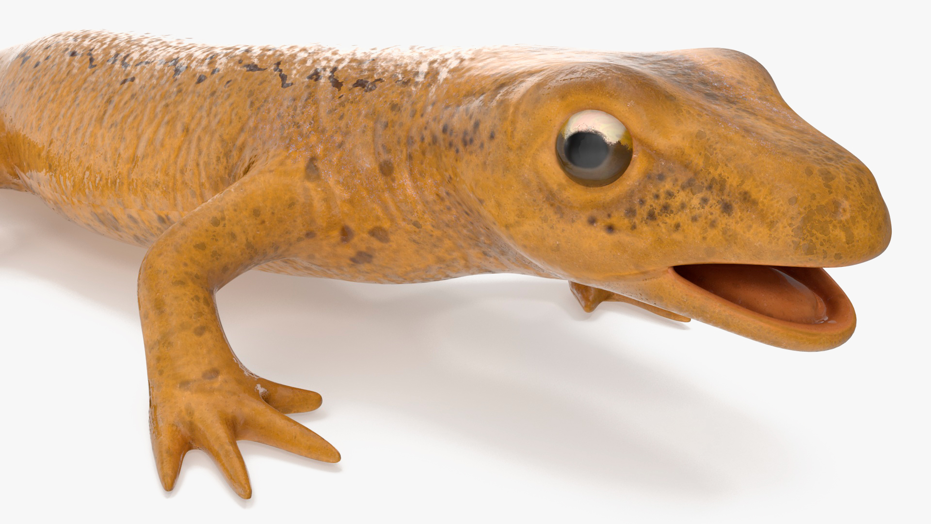 3D model Lissotriton Vulgaris