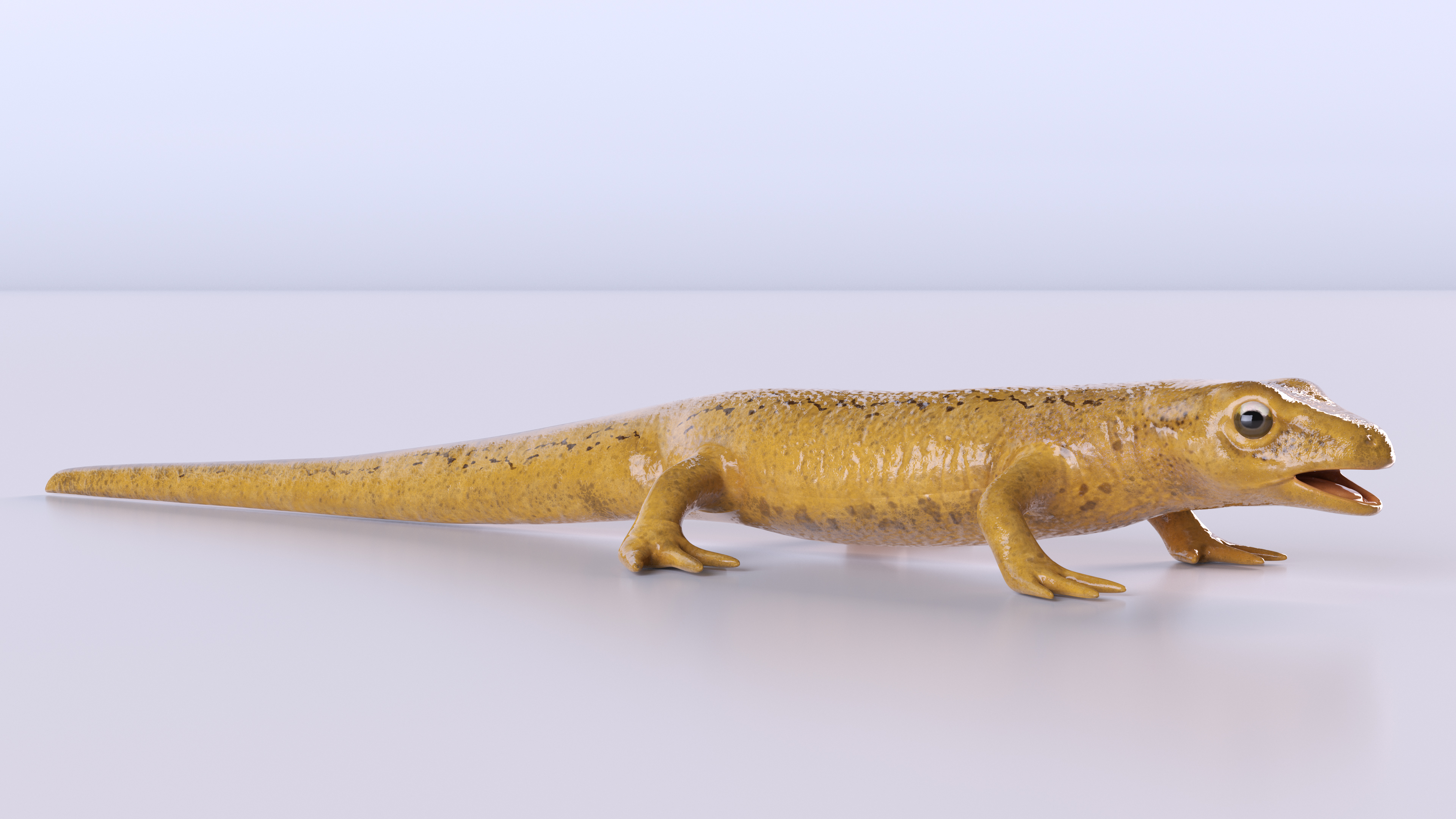 3D model Lissotriton Vulgaris