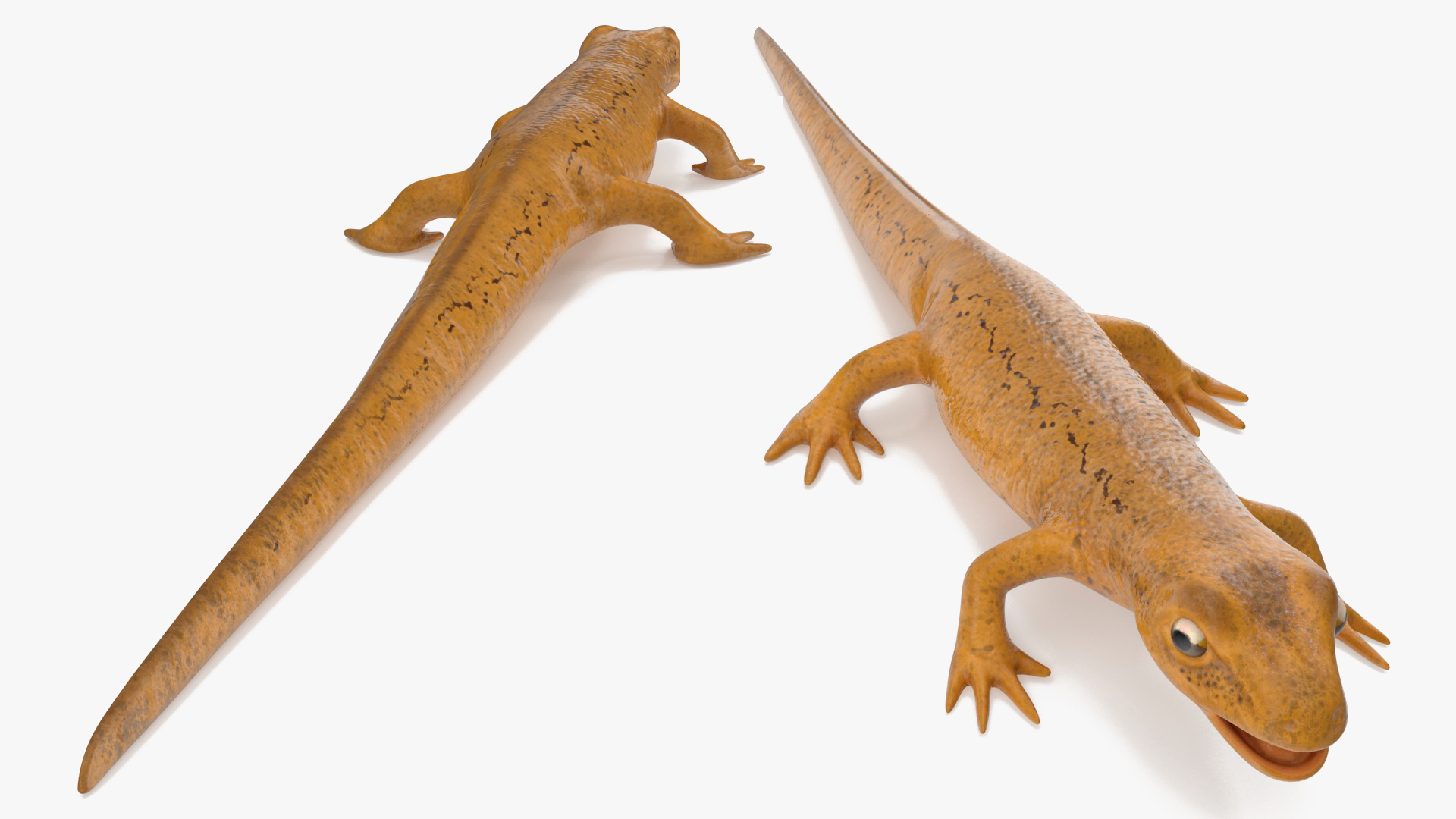 3D model Lissotriton Vulgaris