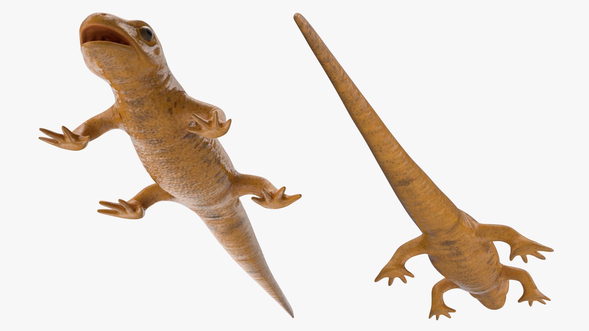 3D model Lissotriton Vulgaris