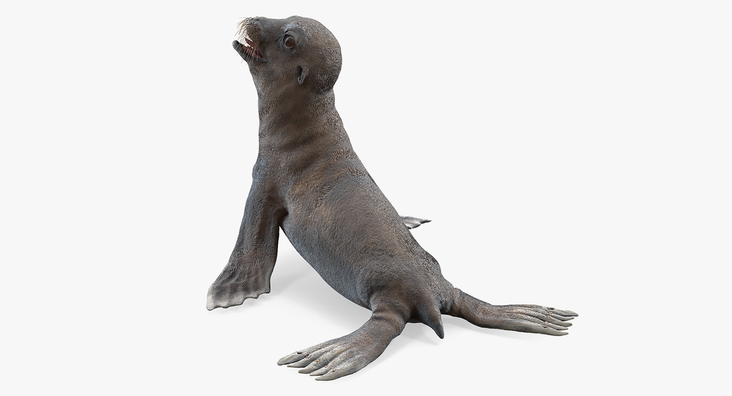 3D model Sea Lion Wet Seating Pose