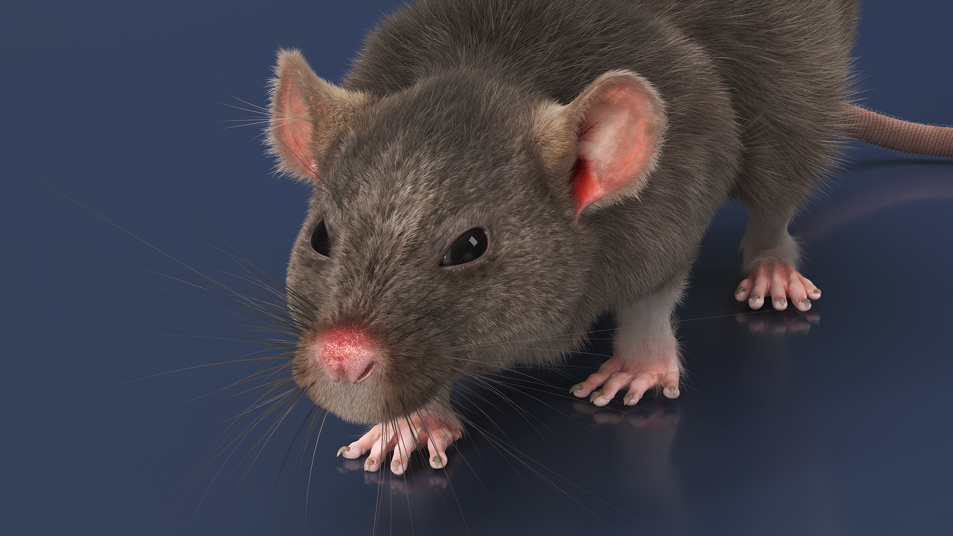 Norway Rat with Fur 3D model