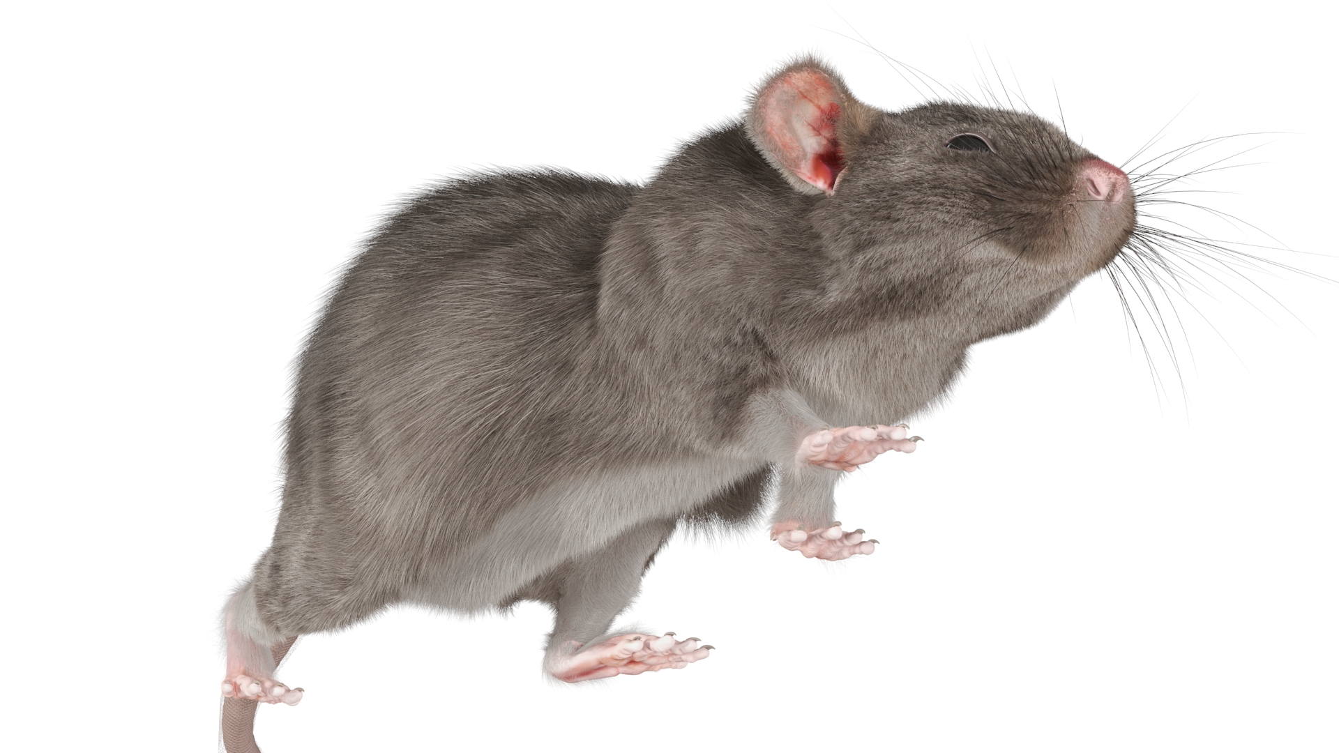 Norway Rat with Fur 3D model