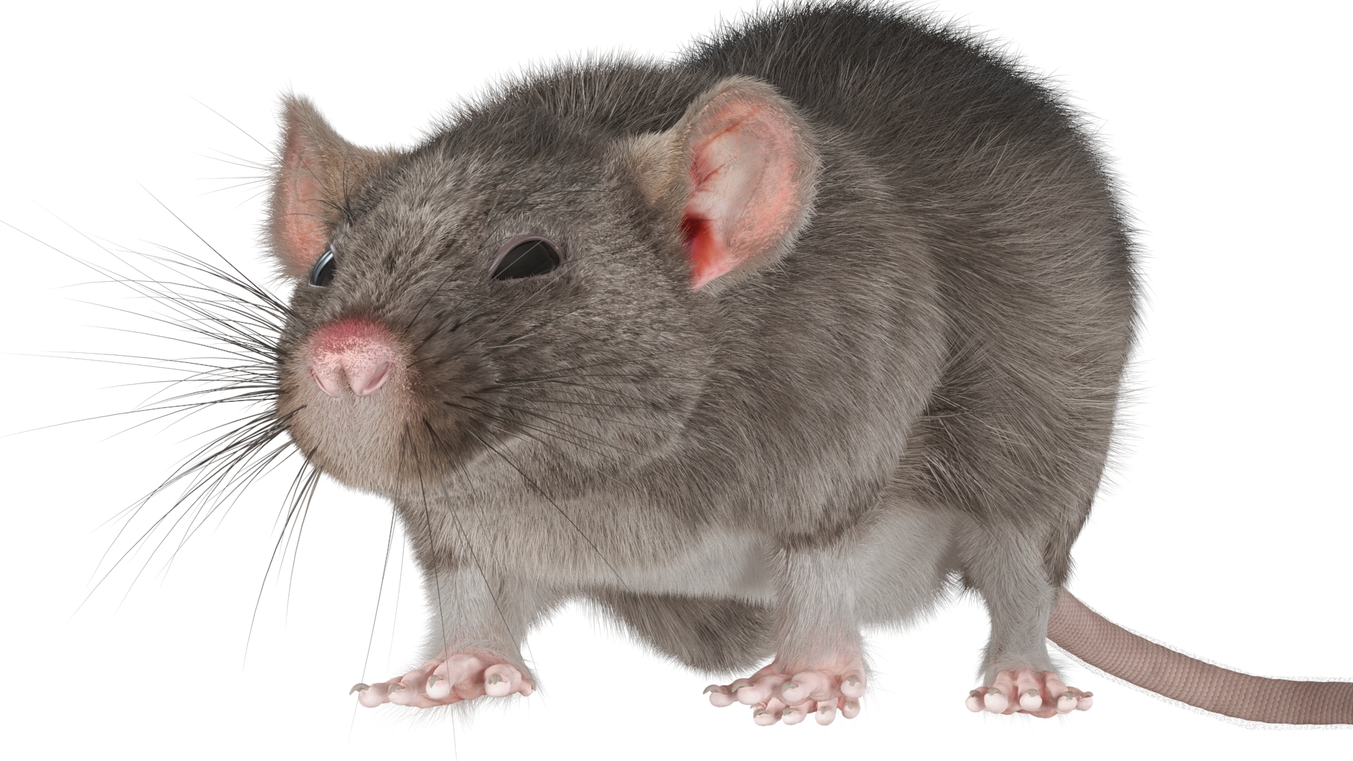 Norway Rat with Fur 3D model