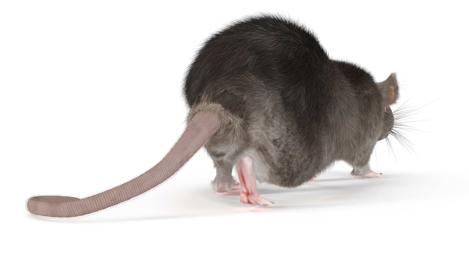 Norway Rat with Fur 3D model