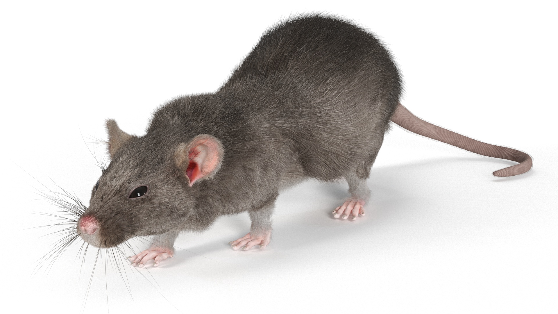 Norway Rat with Fur 3D model