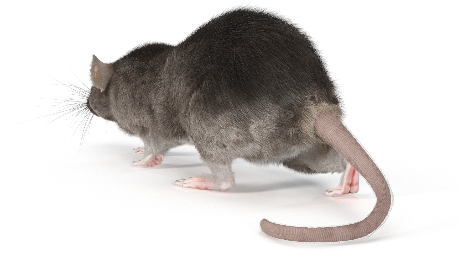 Norway Rat with Fur 3D model