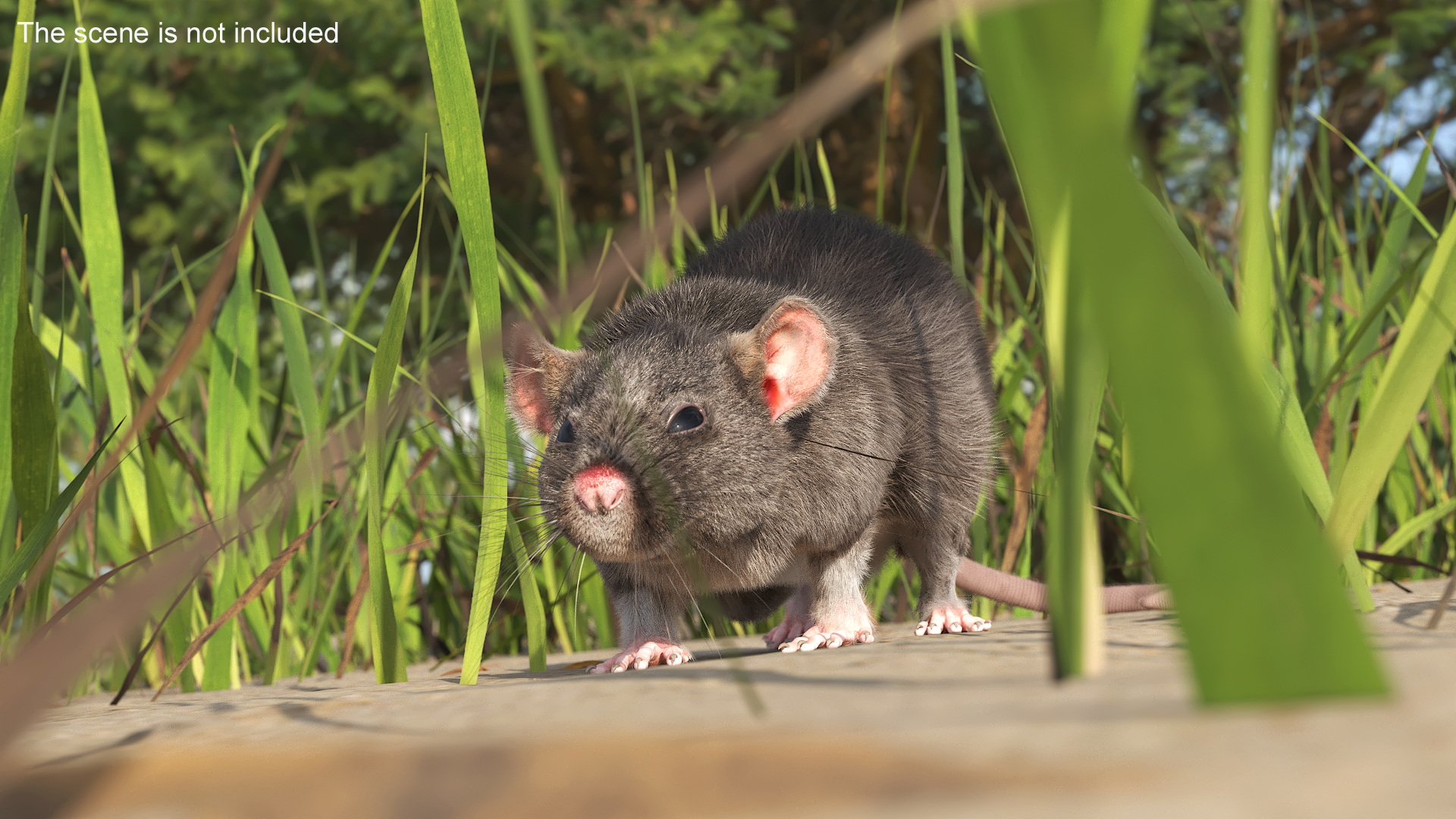 Norway Rat with Fur 3D model