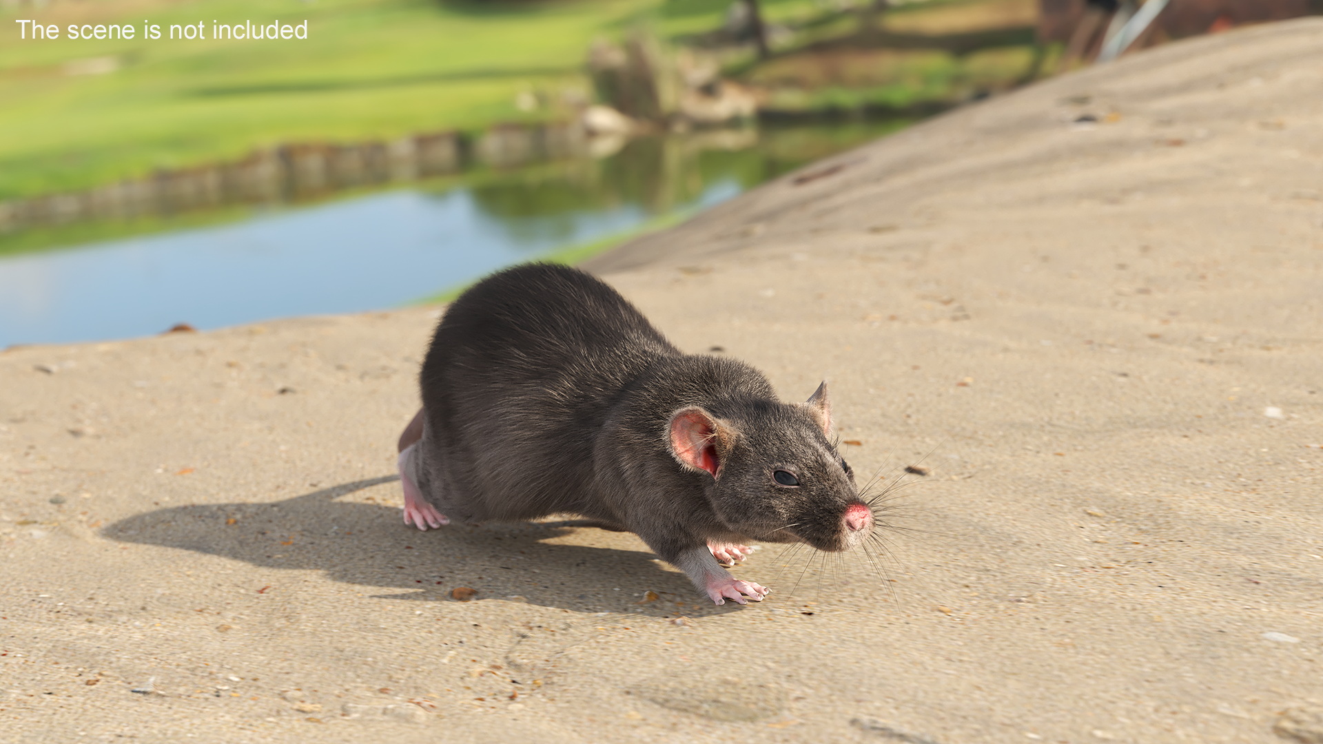 Norway Rat with Fur 3D model