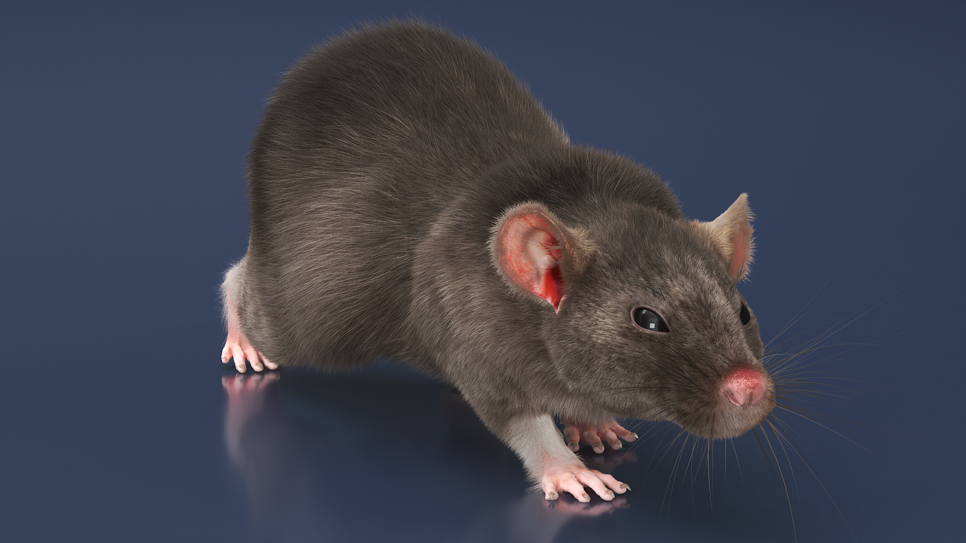 Norway Rat with Fur 3D model