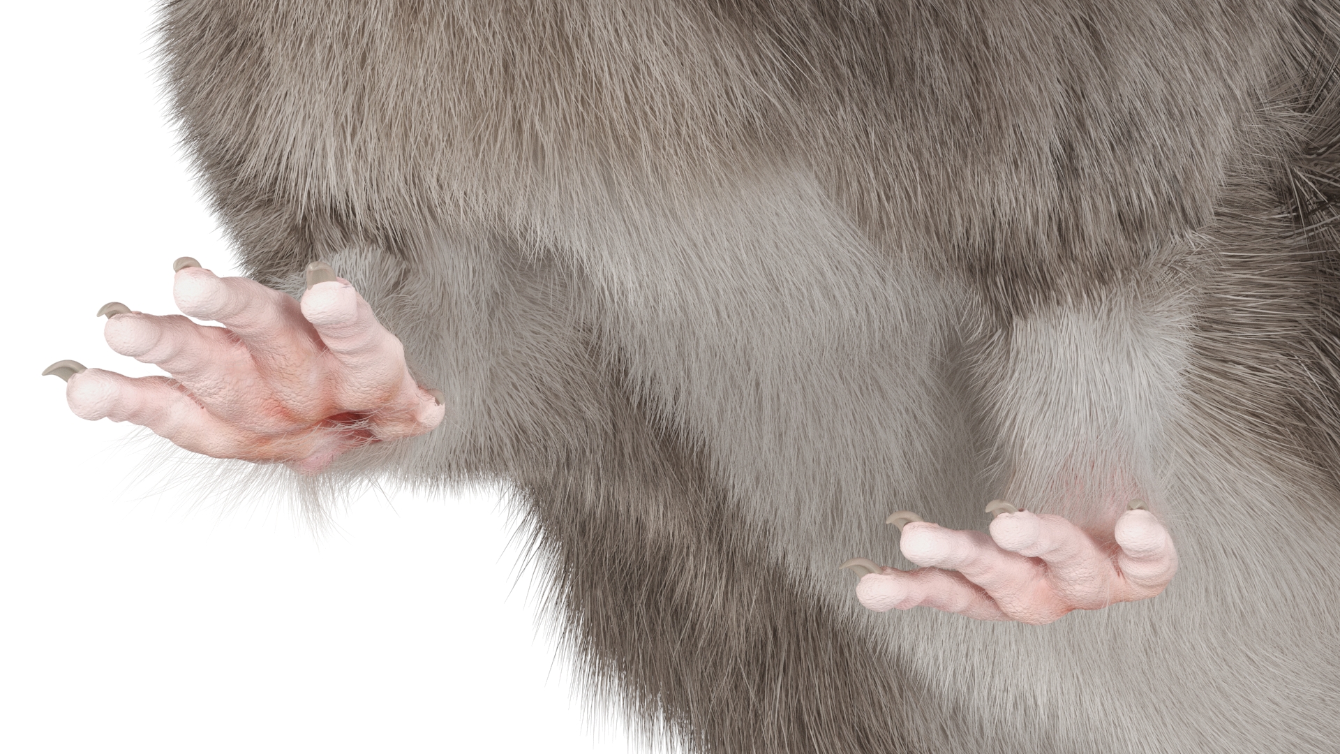 Norway Rat with Fur 3D model