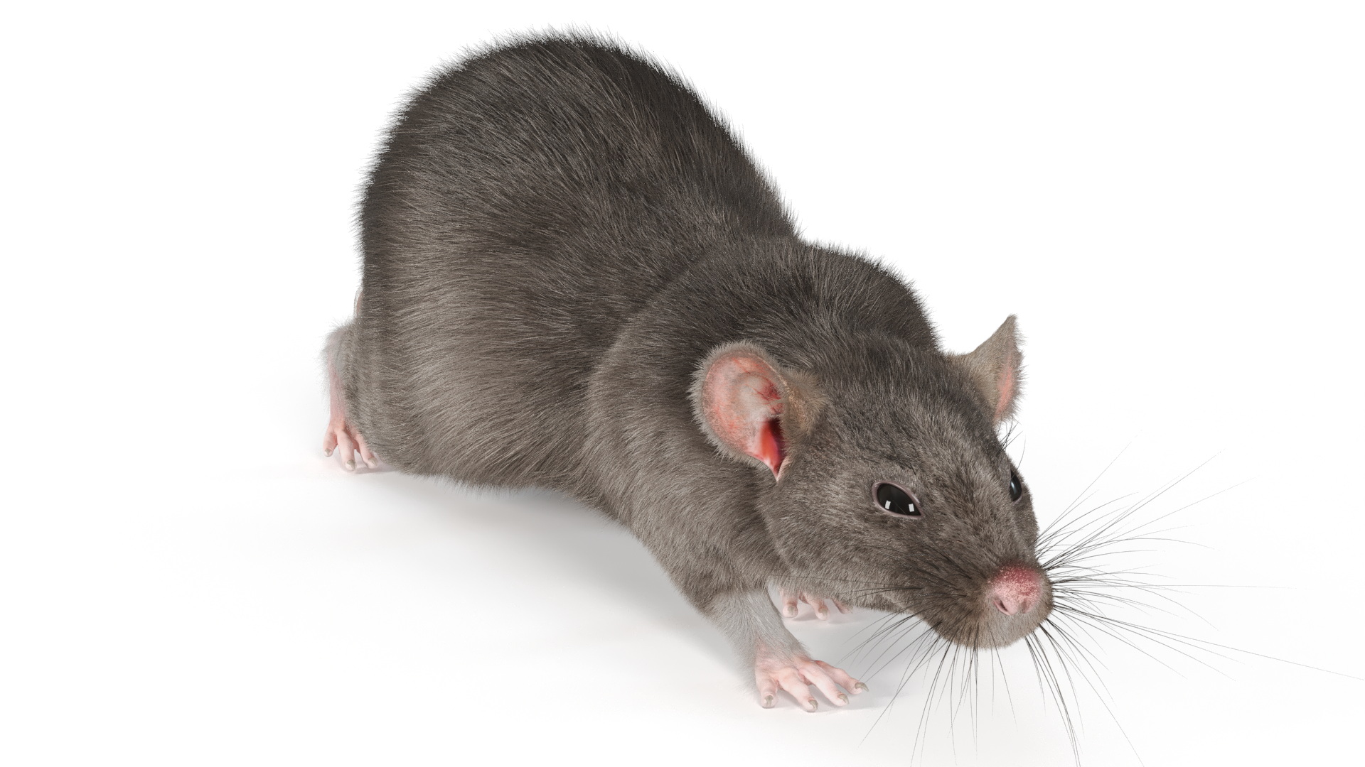 Norway Rat with Fur 3D model