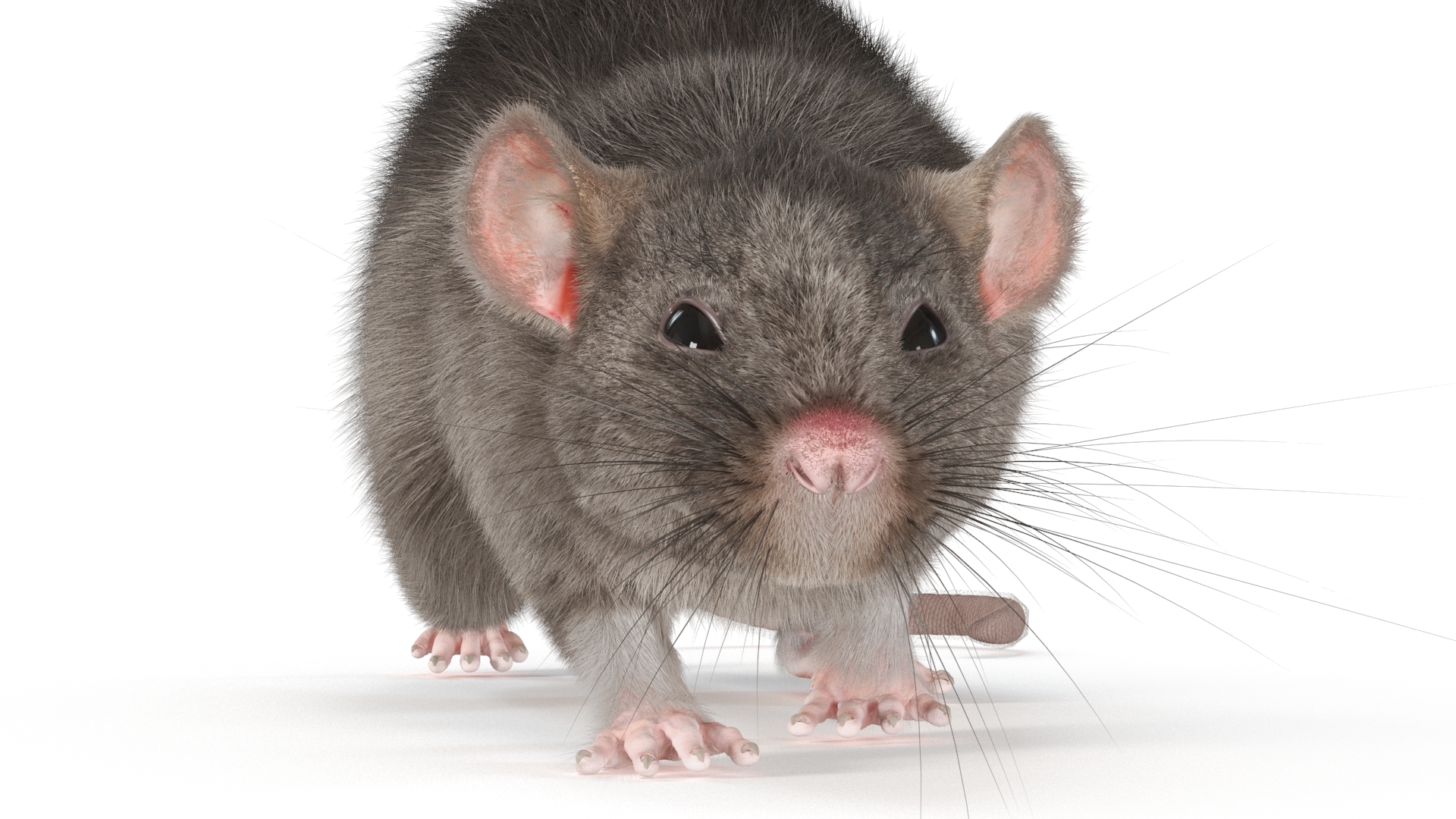 Norway Rat with Fur 3D model