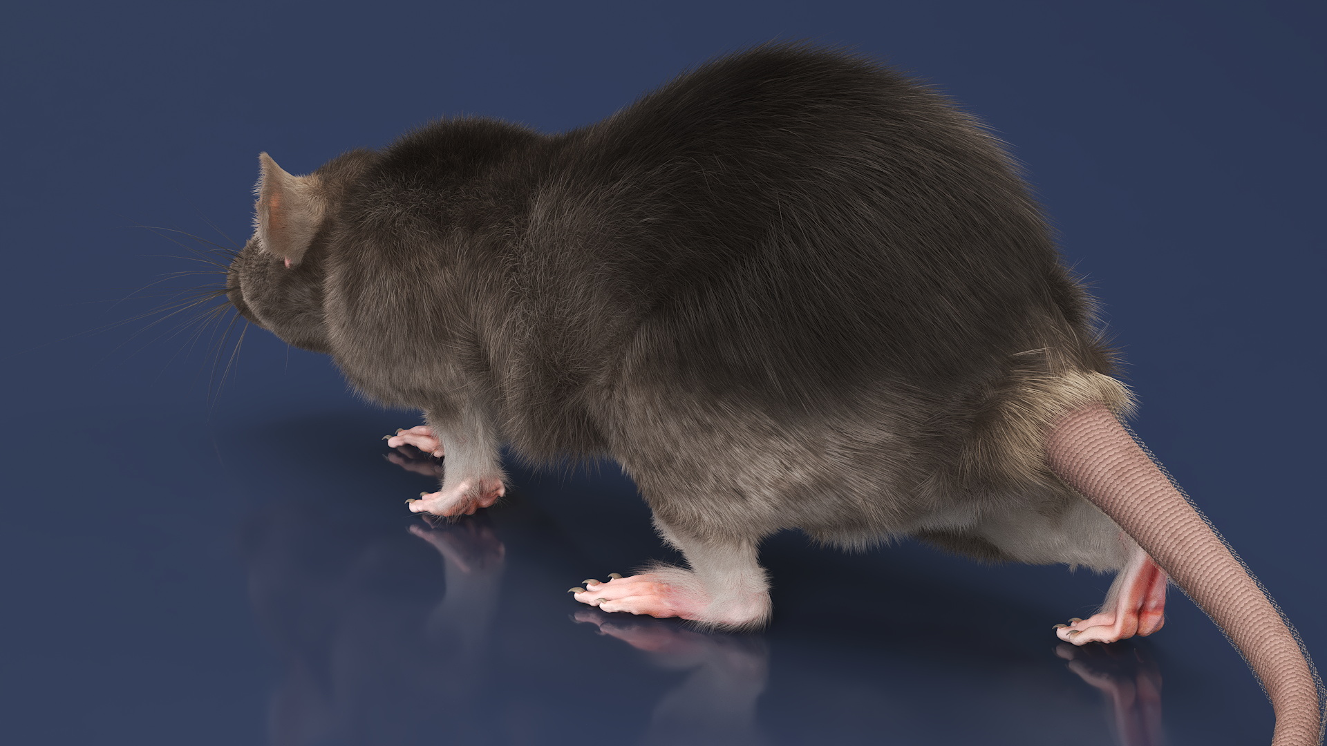 Norway Rat with Fur 3D model