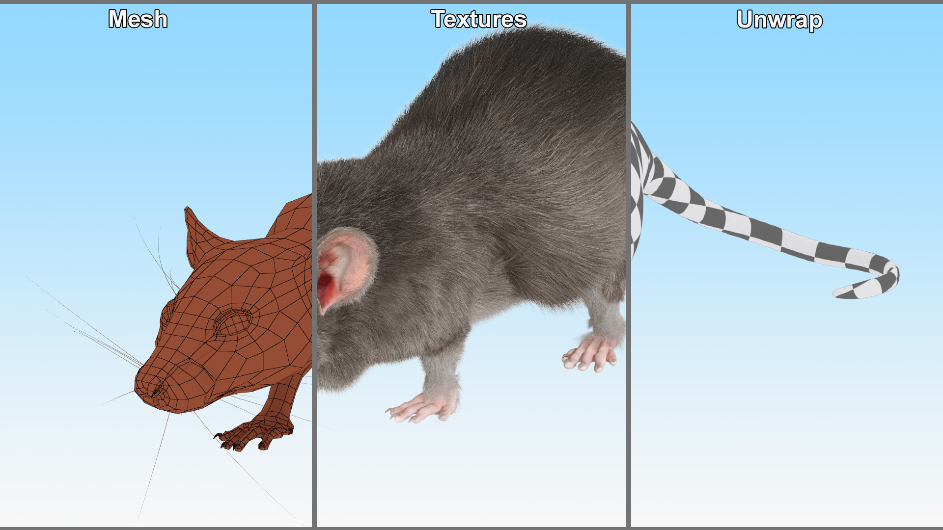 Norway Rat with Fur 3D model