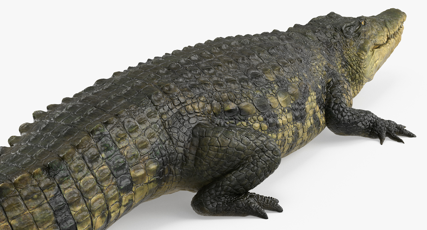 Crocodile Walking 3D