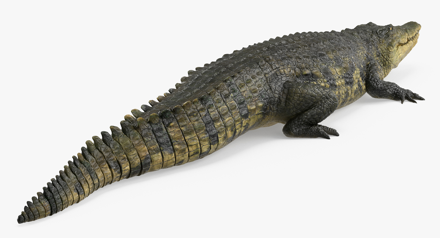 Crocodile Walking 3D