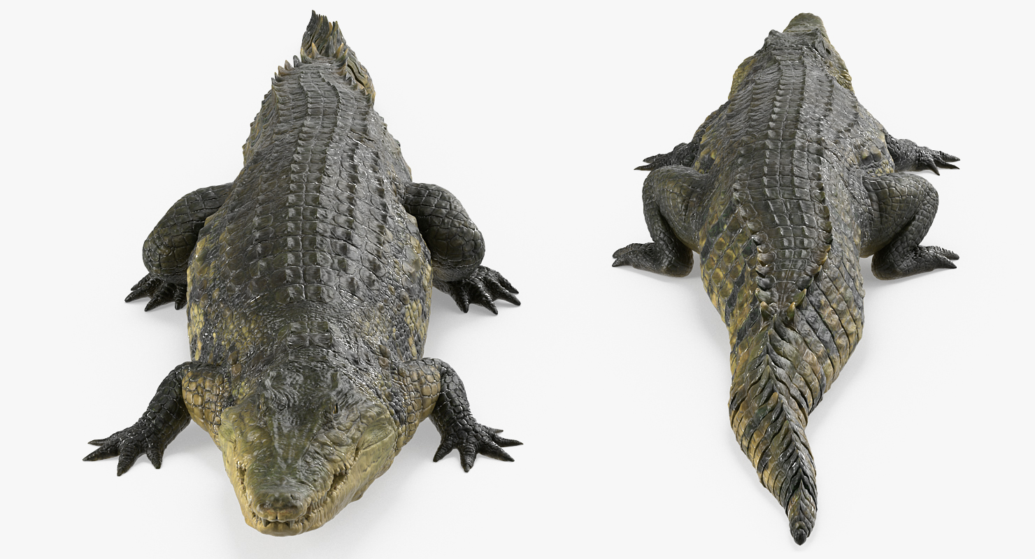 Crocodile Walking 3D