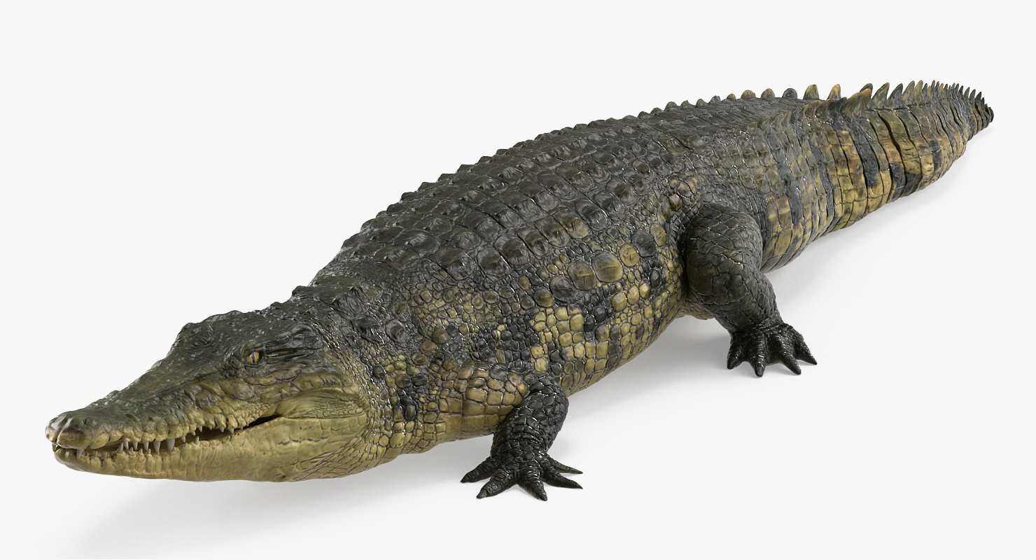 Crocodile Walking 3D