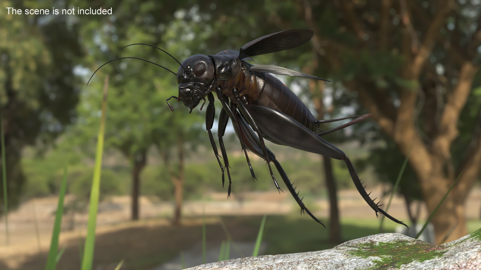 Field Cricket Rigged for Cinema 4D 3D model