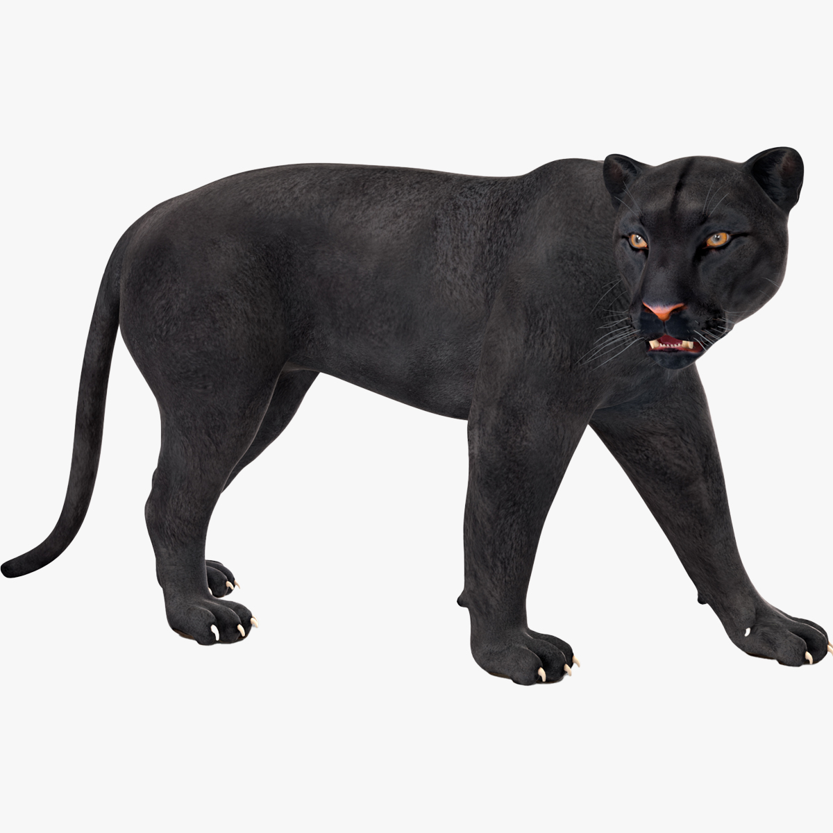 Black Panther Rigged for Cinema 4D 3D model