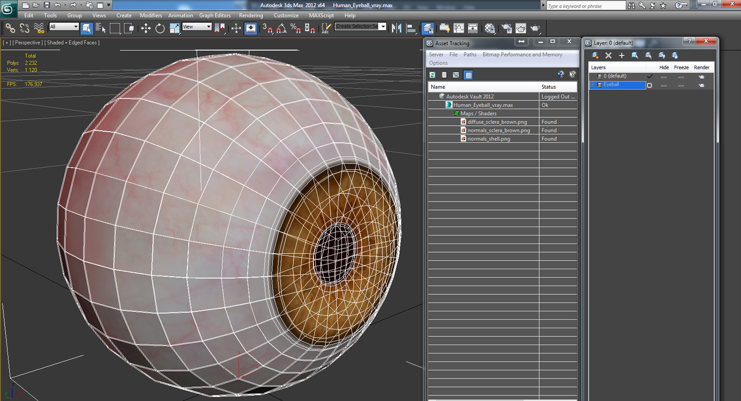 3D Human Eyeball model